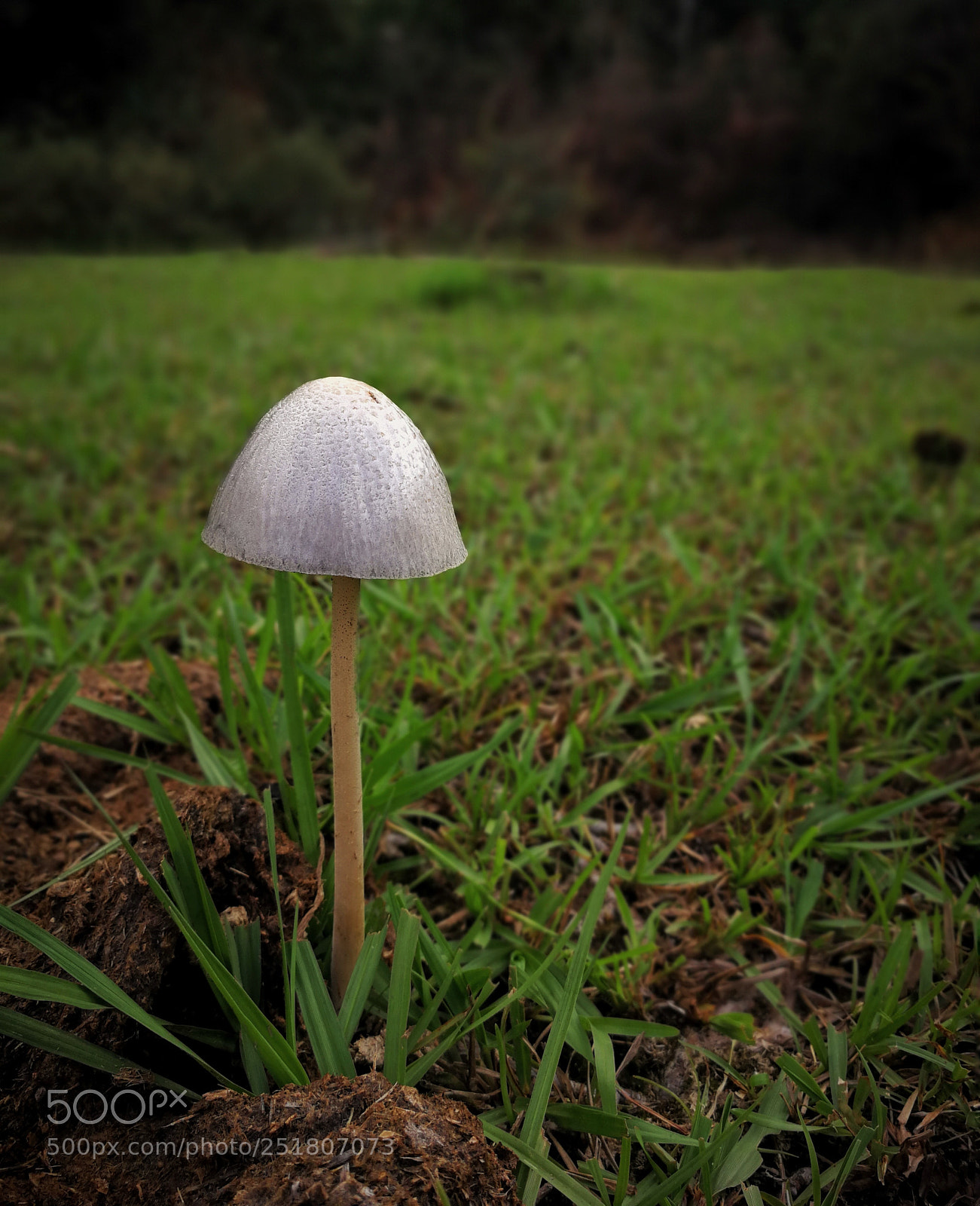 HUAWEI P10 sample photo. Fungi photography