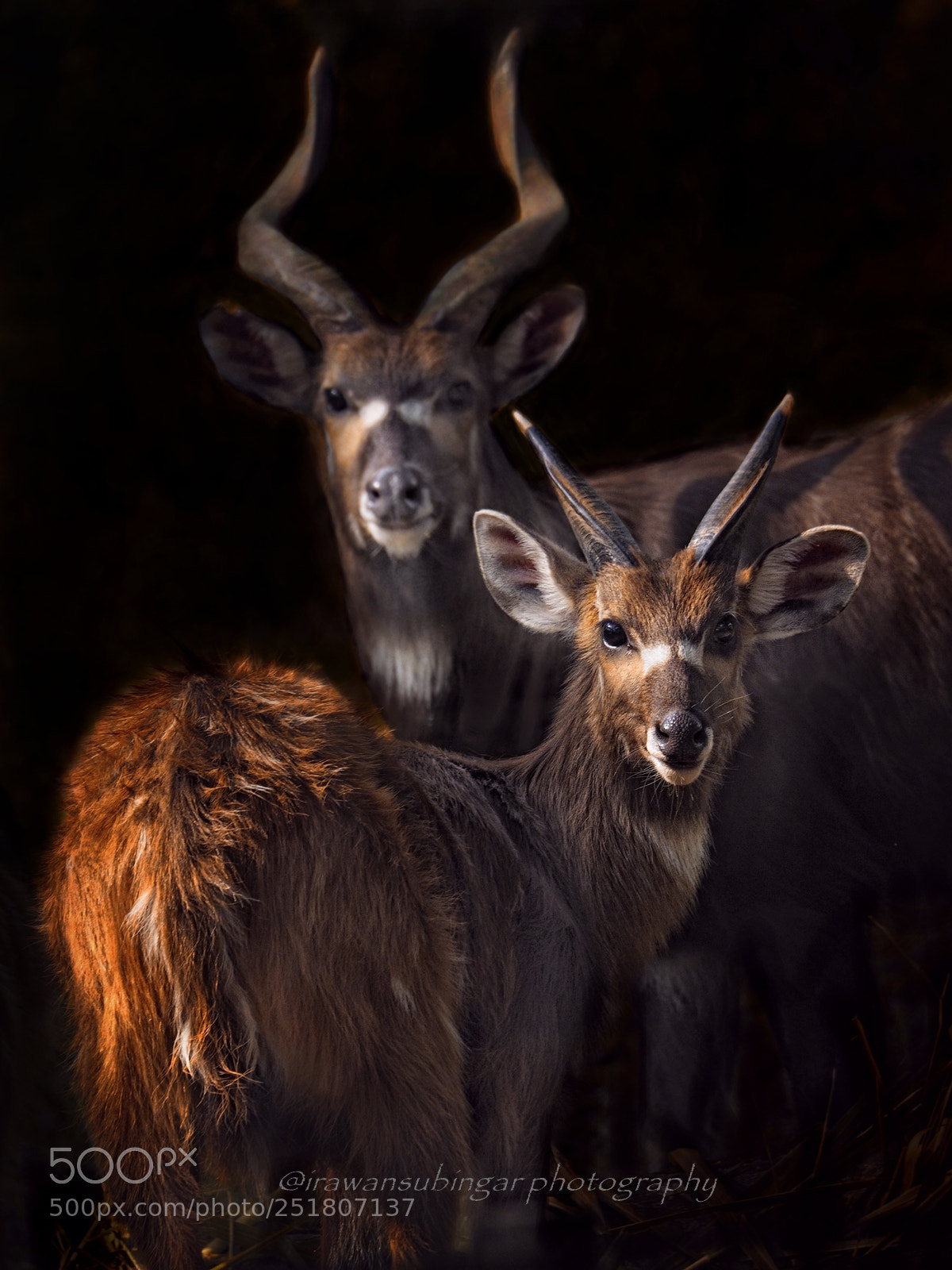 Olympus OM-D E-M1 sample photo. The greater kudu photography