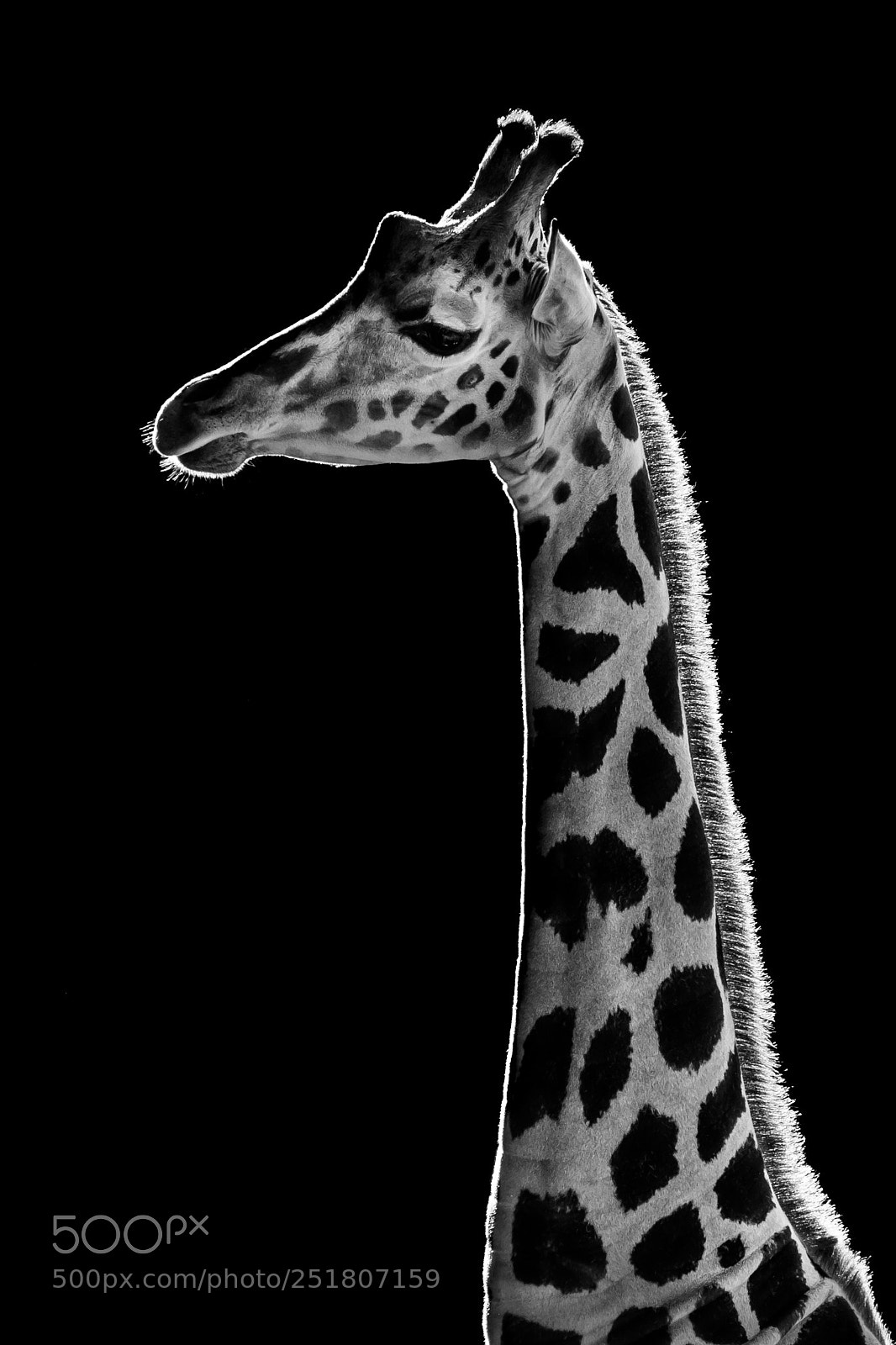 Sony a9 sample photo. Baringo giraffe photography