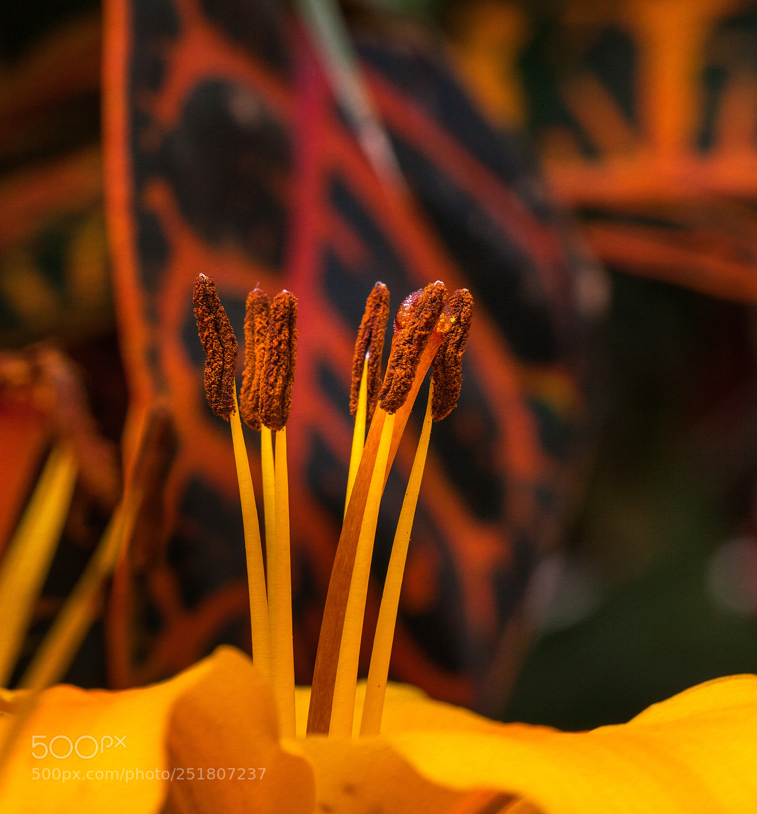 Canon EOS 5D Mark II sample photo. Macro photography