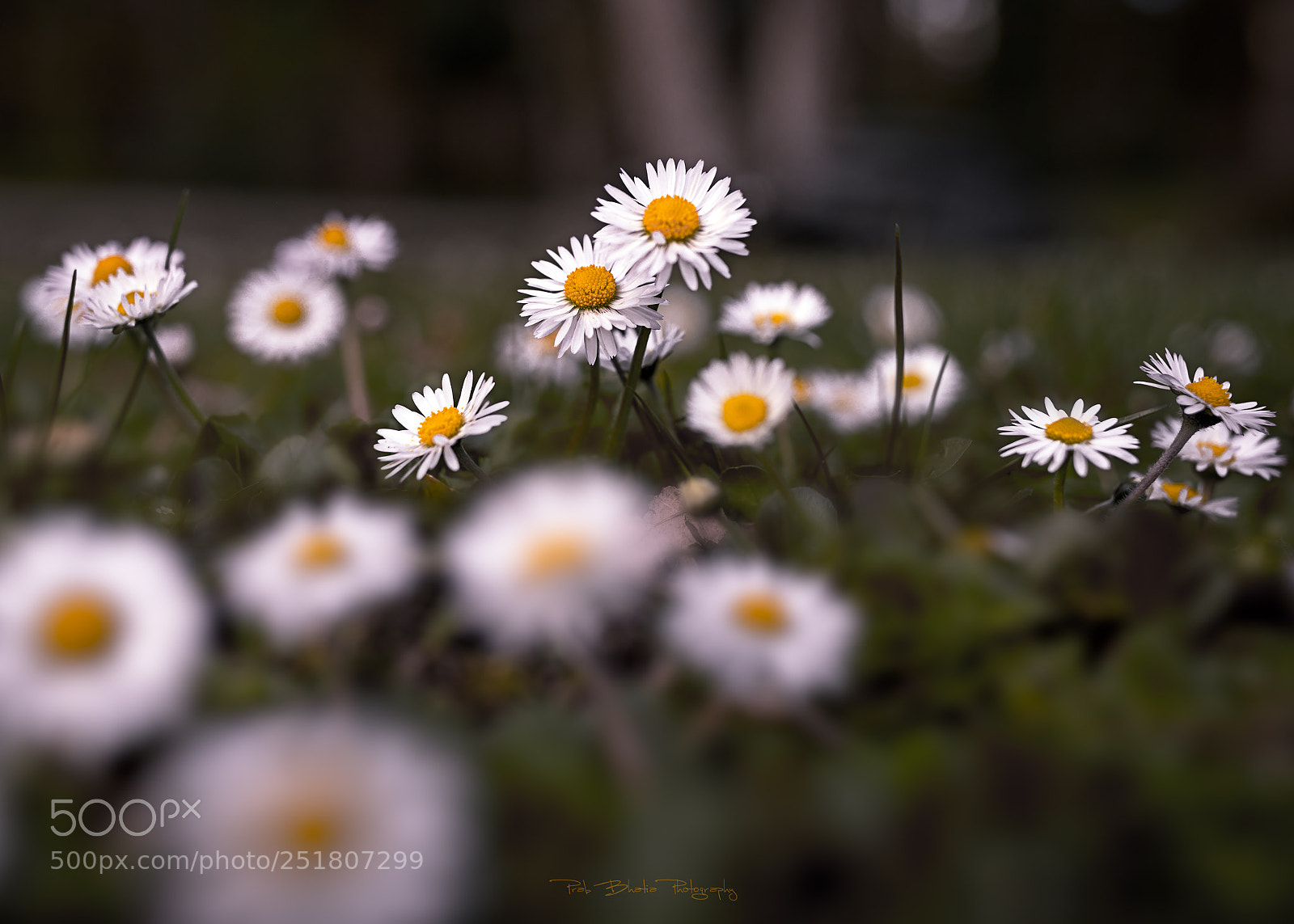 Canon EOS 5D Mark IV sample photo. Happy hunting! photography