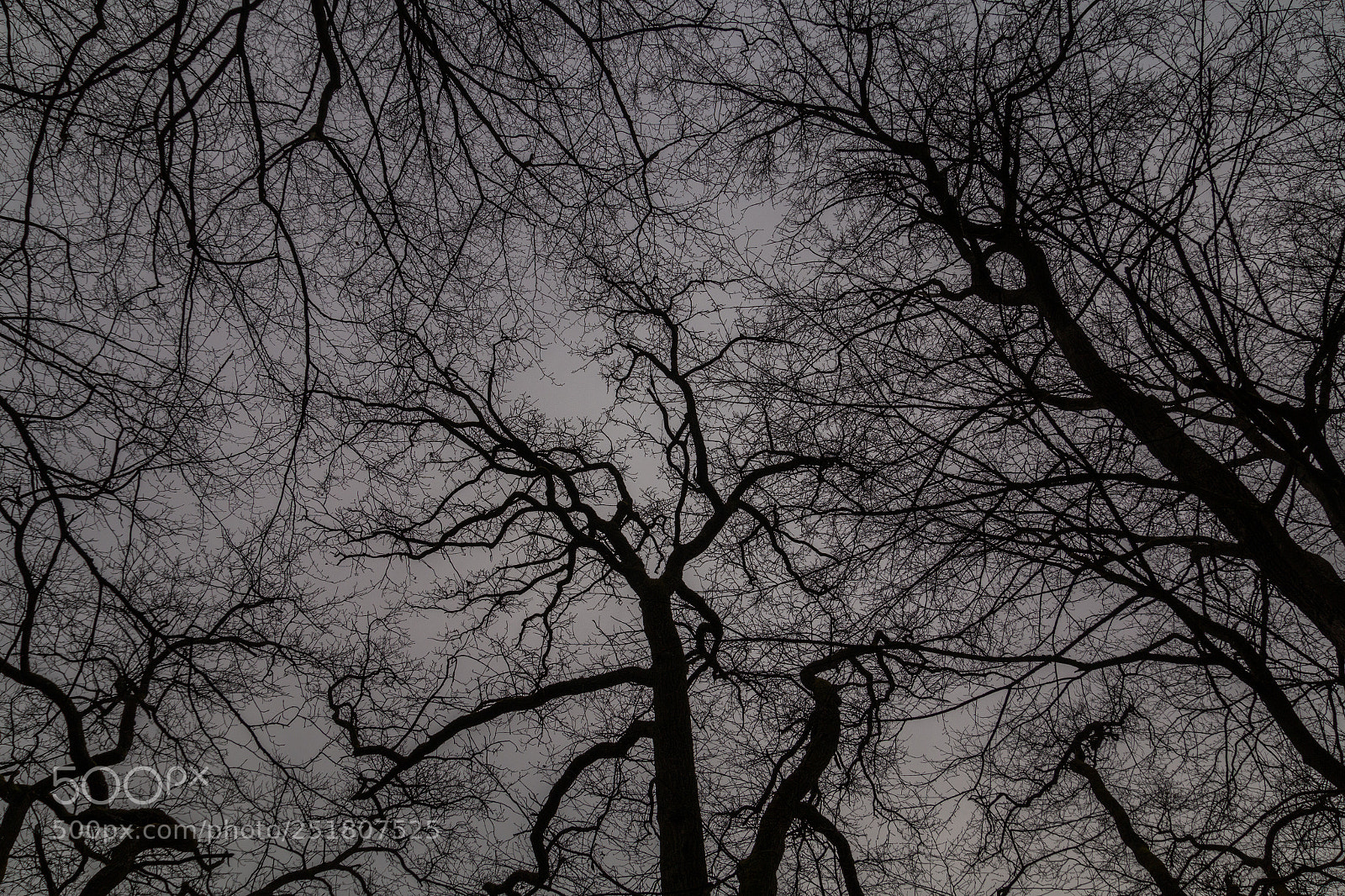 Canon EOS 70D sample photo. Bis ins kleinste photography