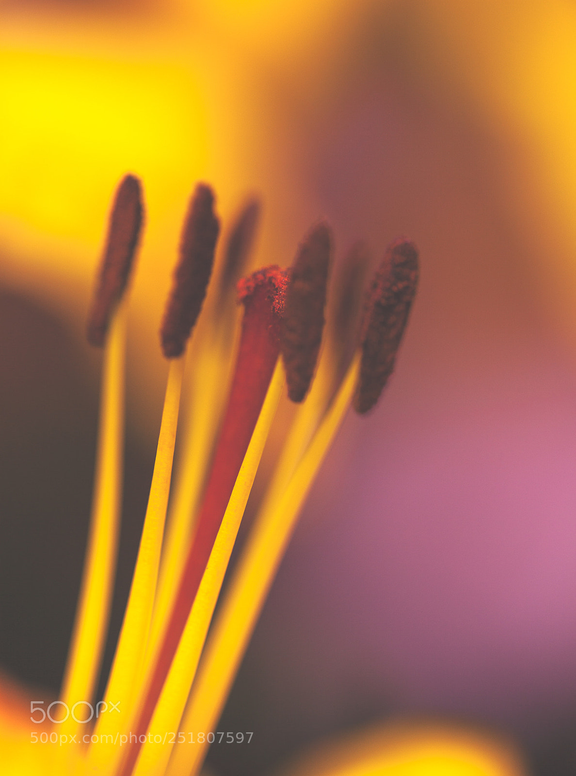 Canon EOS 5D Mark II sample photo. Macro photography