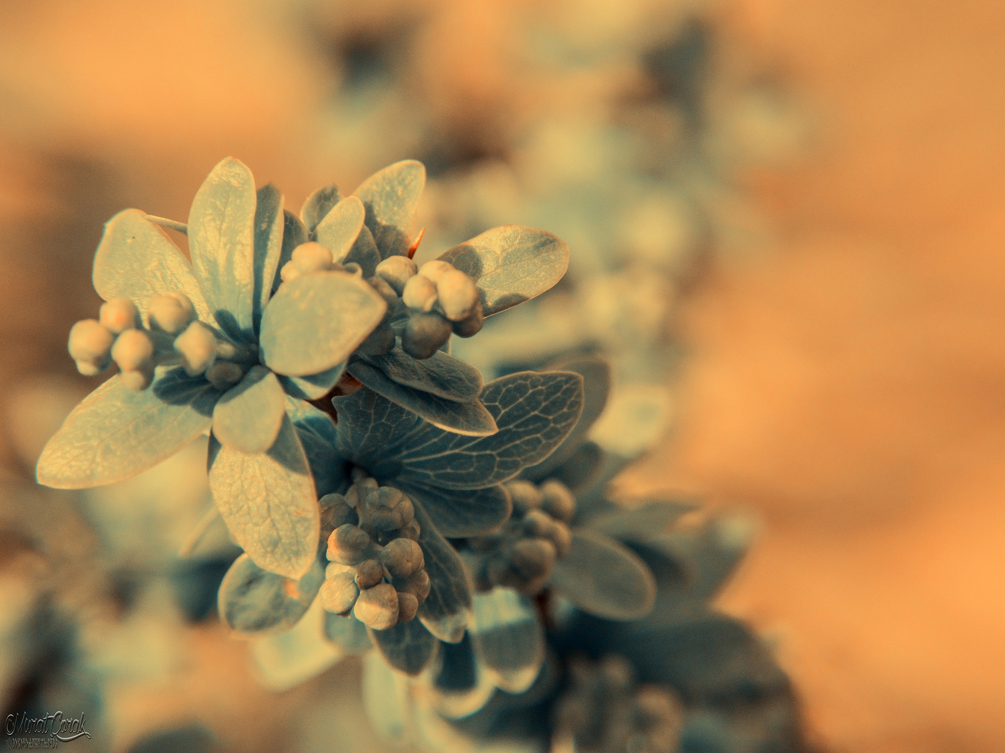 Fujifilm FinePix HS50 EXR sample photo. Tomurcuk photography