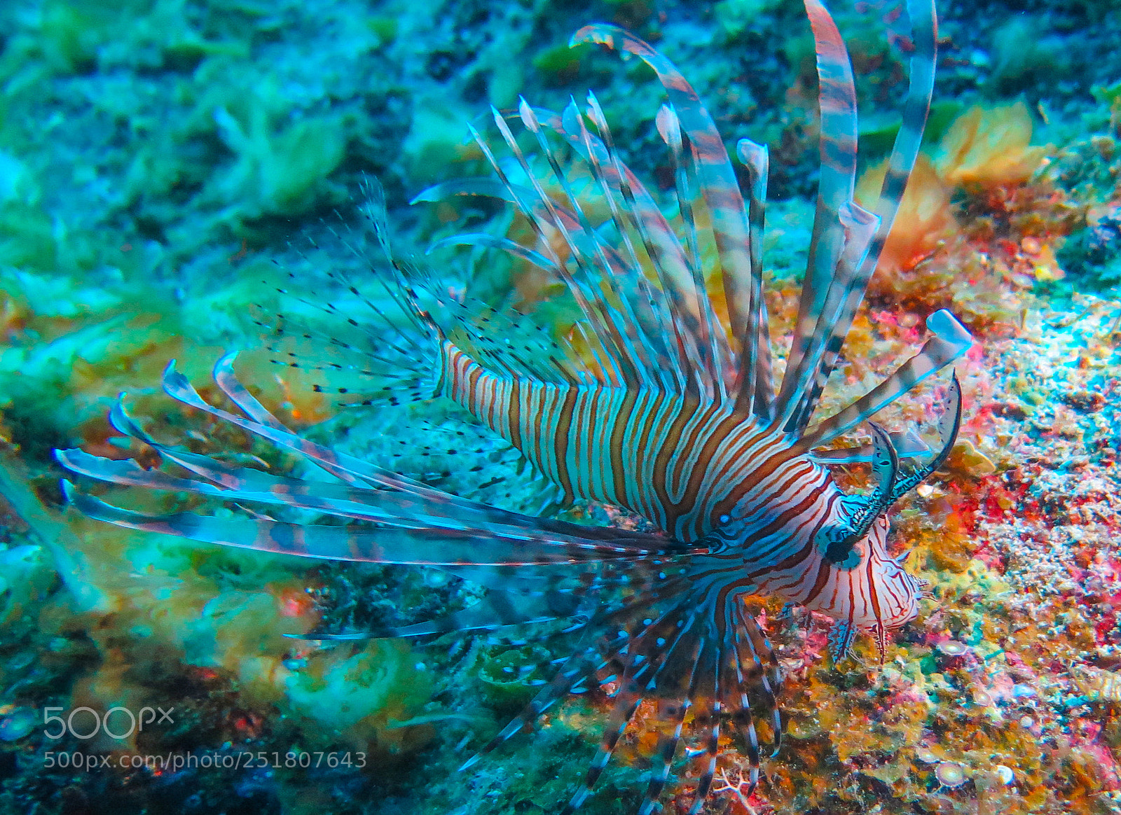 Canon PowerShot G16 sample photo. Red lionfish photography
