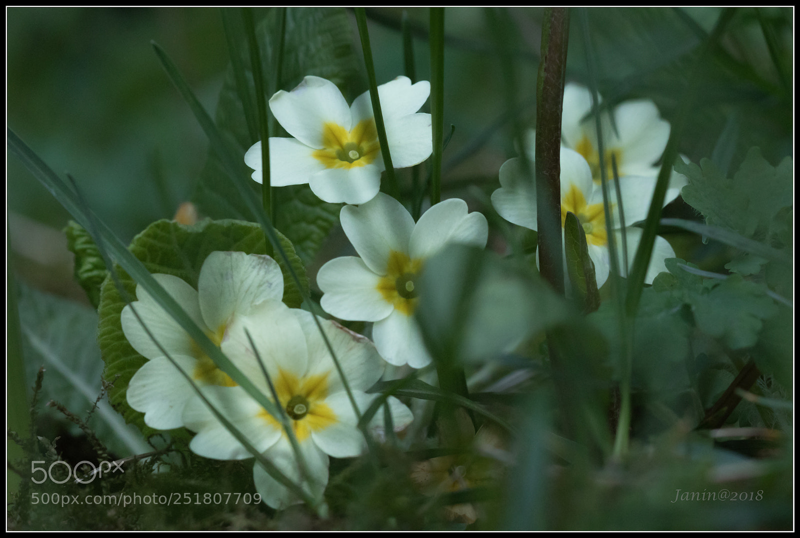 Canon EOS 77D (EOS 9000D / EOS 770D) sample photo. Hidden flowers photography