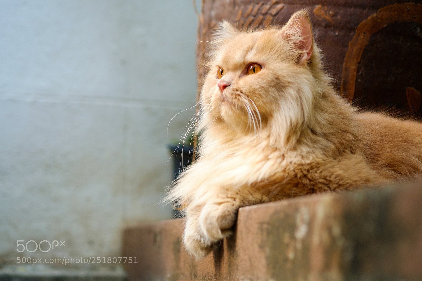 Fujifilm X-M1 sample photo. The lion kat! photography