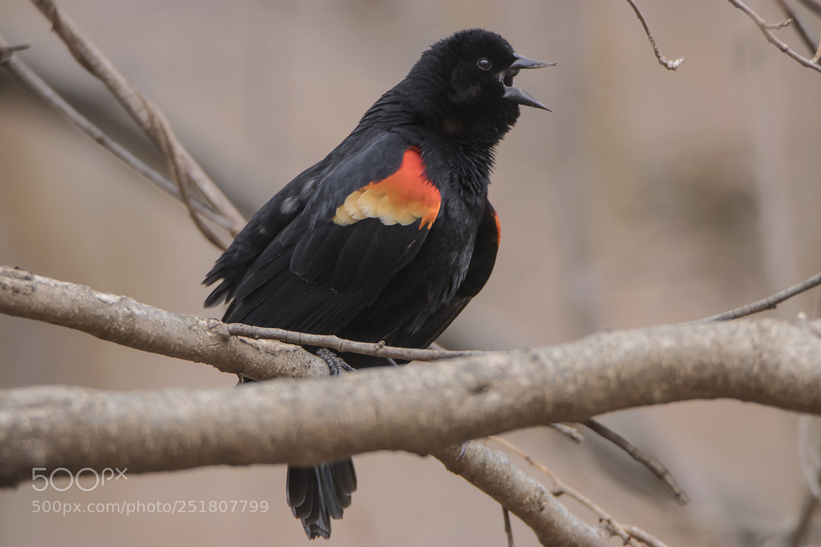 Canon EOS 80D sample photo. Redwing blackbird sings in photography