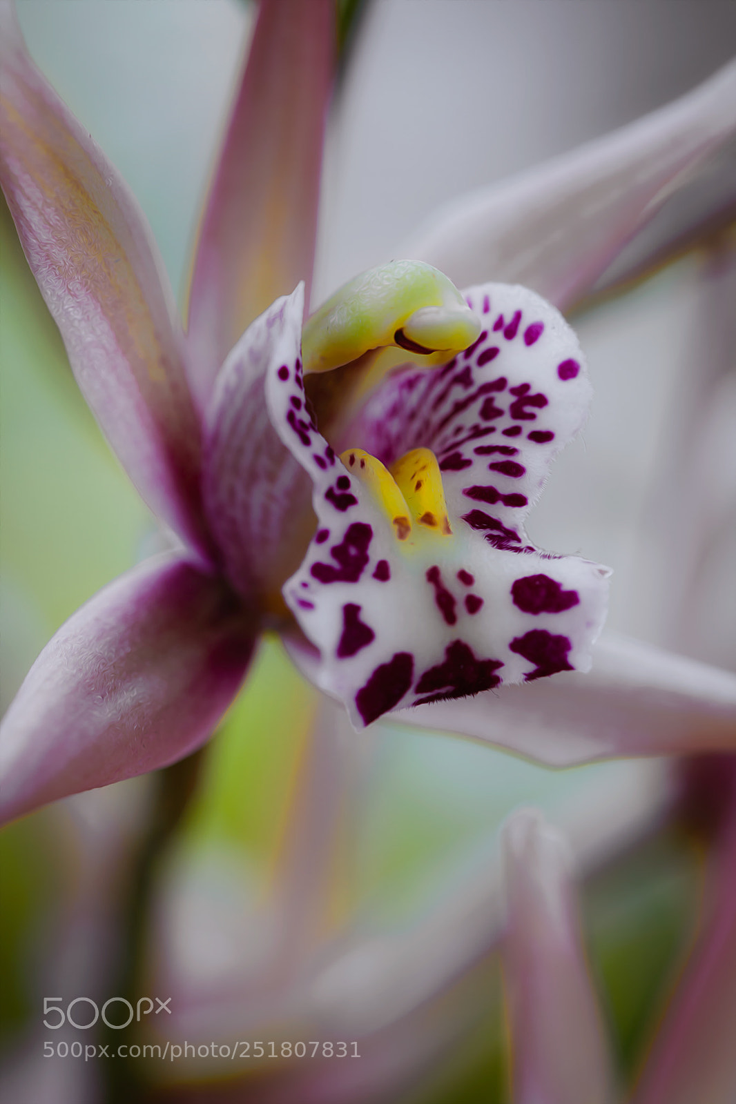 Canon EOS 5D Mark II sample photo. Macro photography