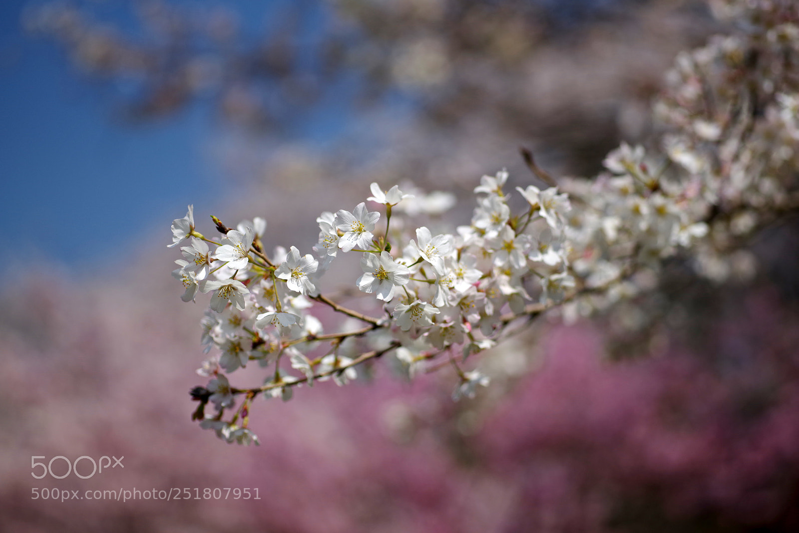 Pentax K-1 sample photo. New cherry photography