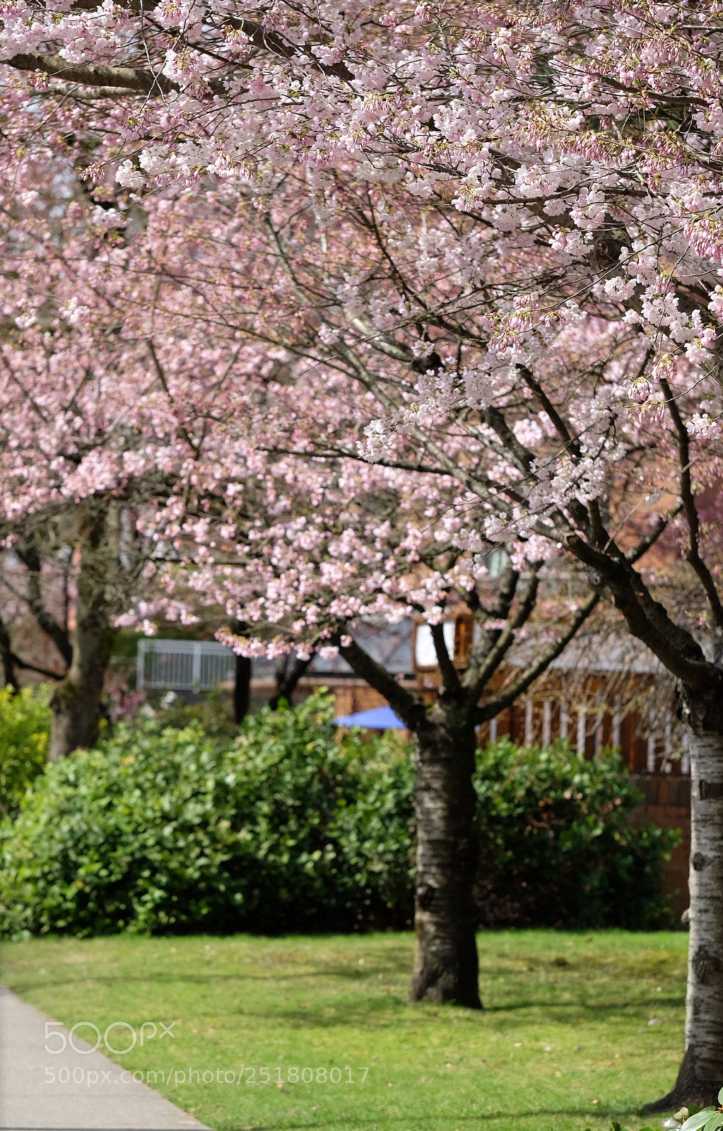 Fujifilm X-T1 sample photo. Blooming cherry blossoms photography