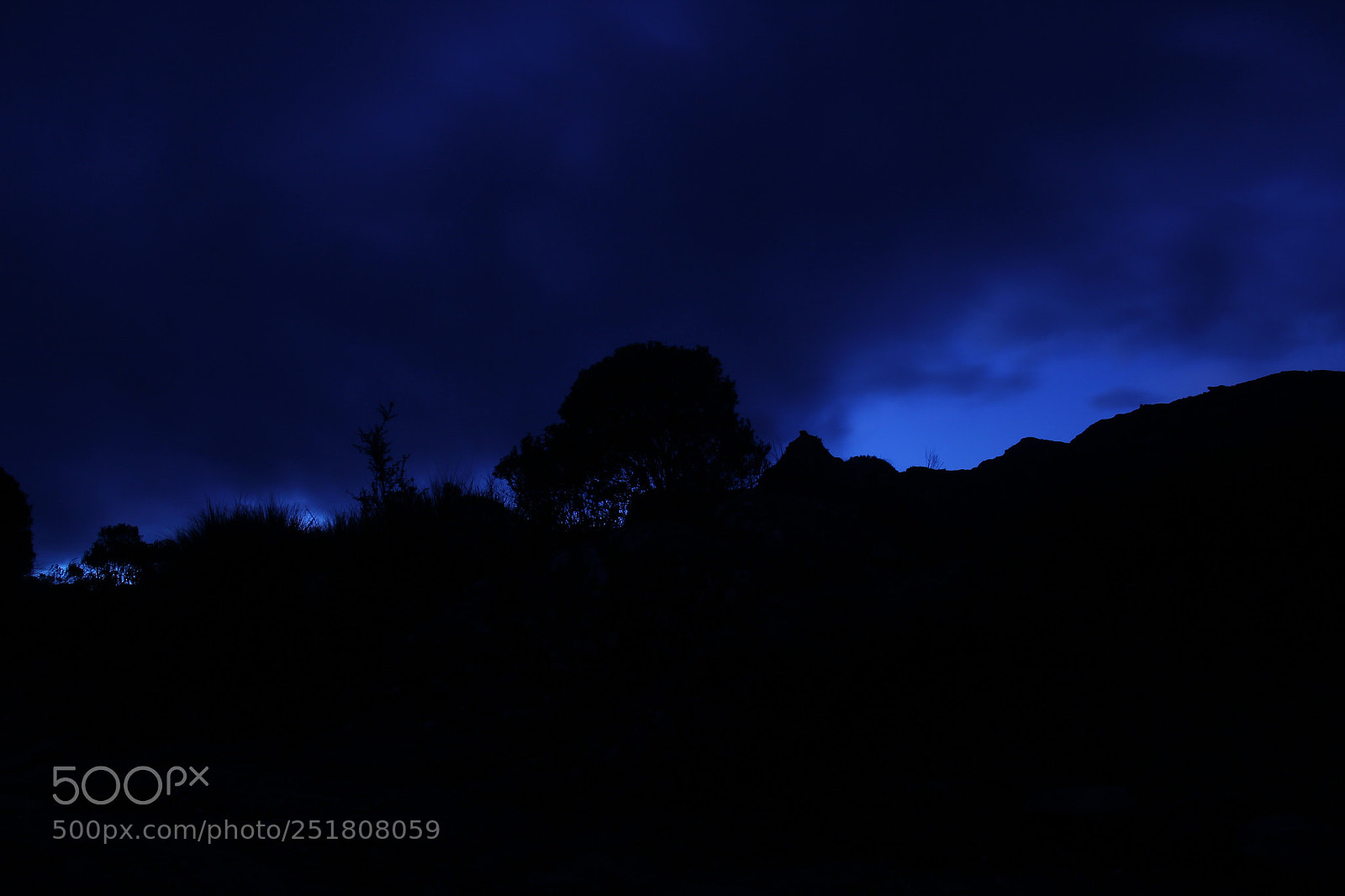 Canon EOS 550D (EOS Rebel T2i / EOS Kiss X4) sample photo. Blue tree photography
