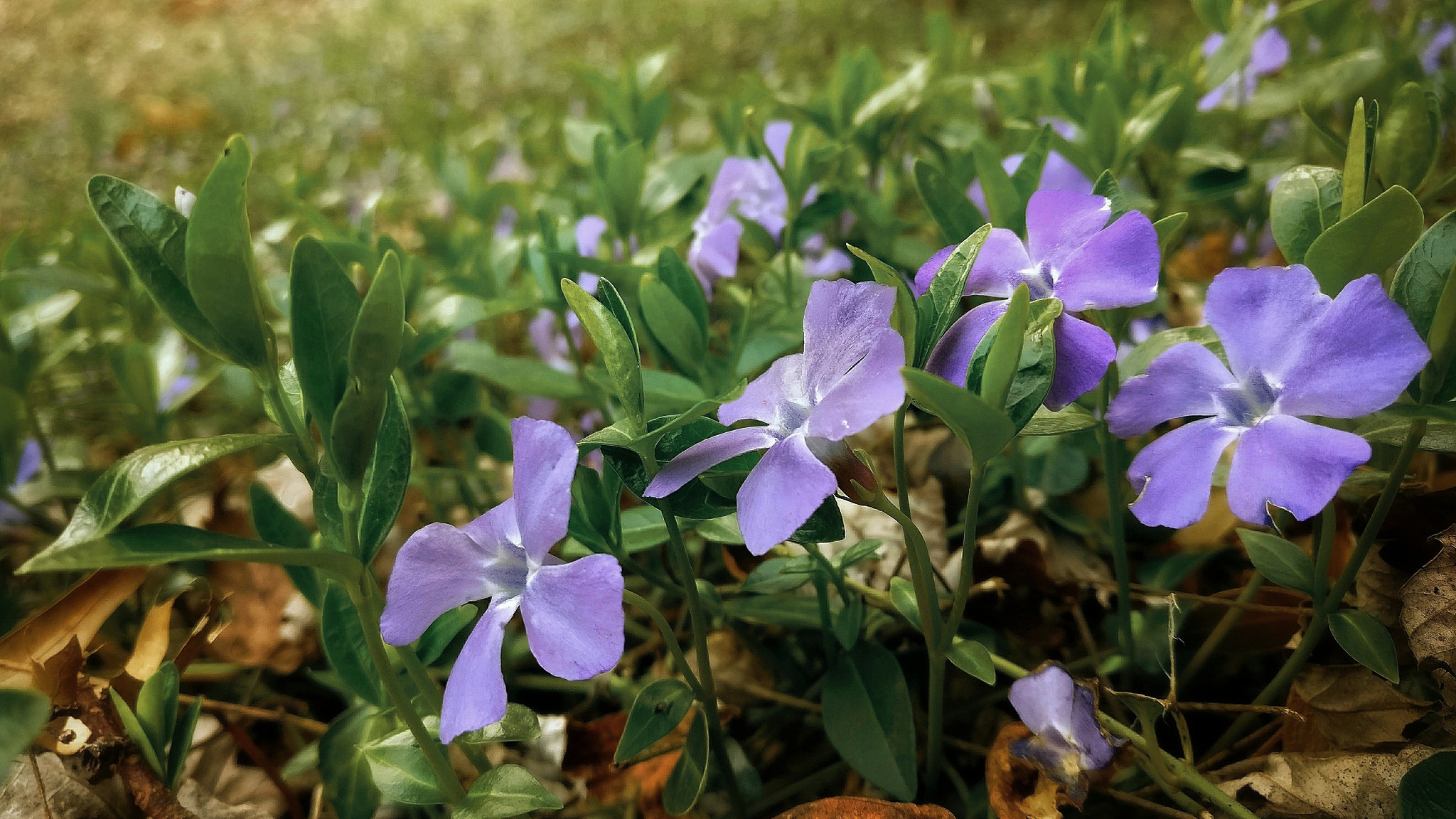 OnePlus A3000 sample photo. Periwinkle dreamworld photography