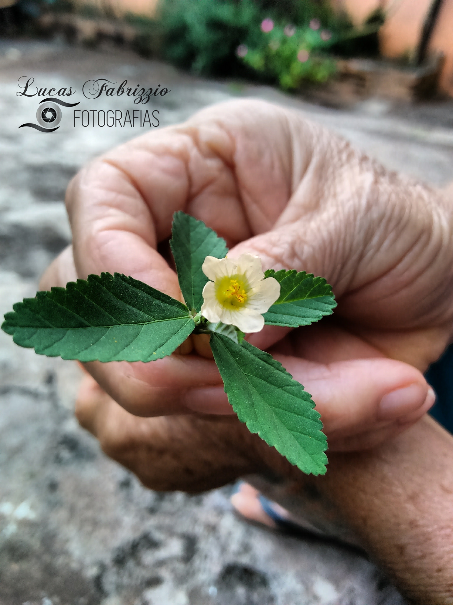 Motorola Moto G Play sample photo. Segurando uma flor photography