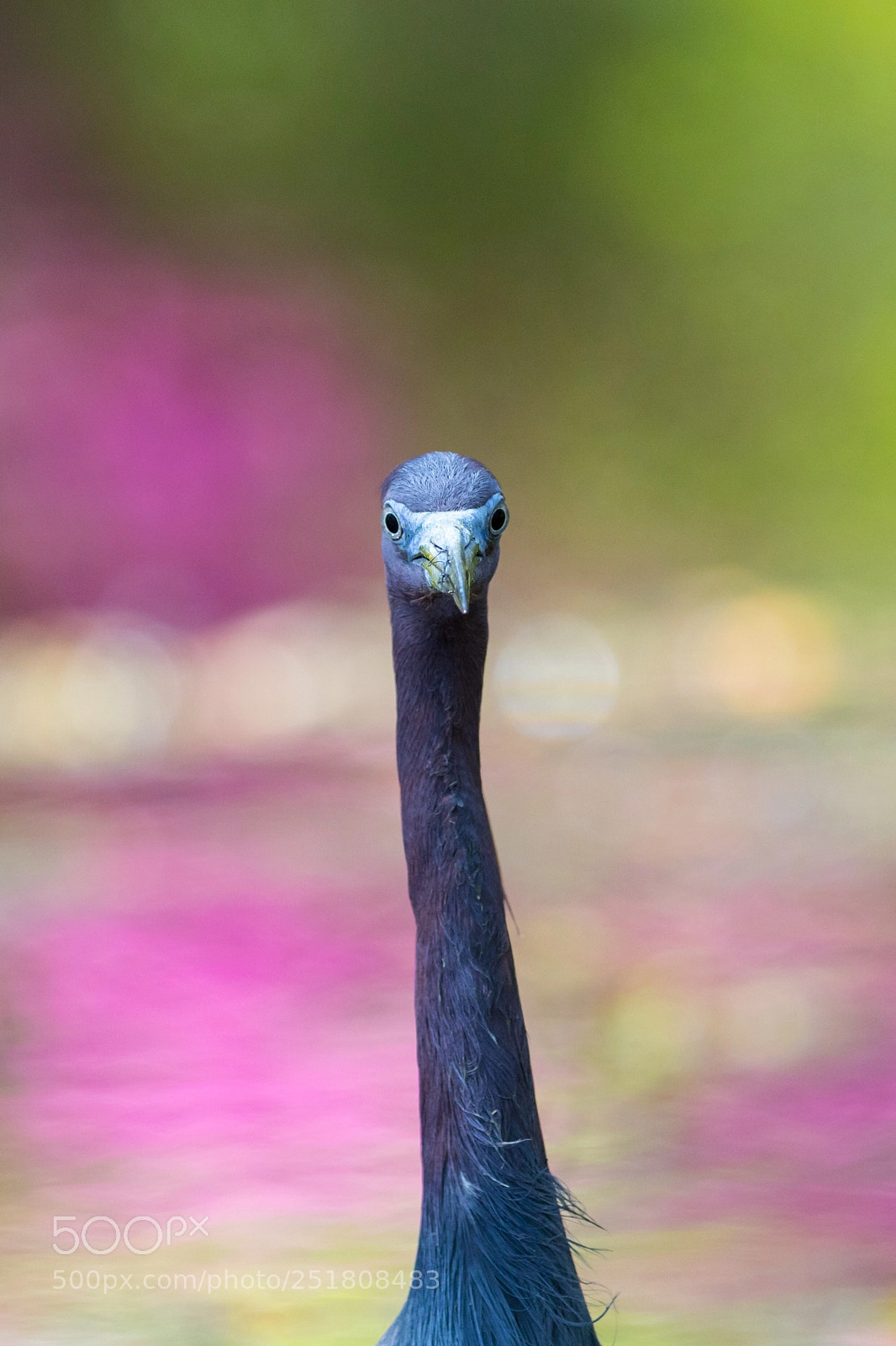 Canon EOS 5D Mark IV sample photo. Tricolored heron photography