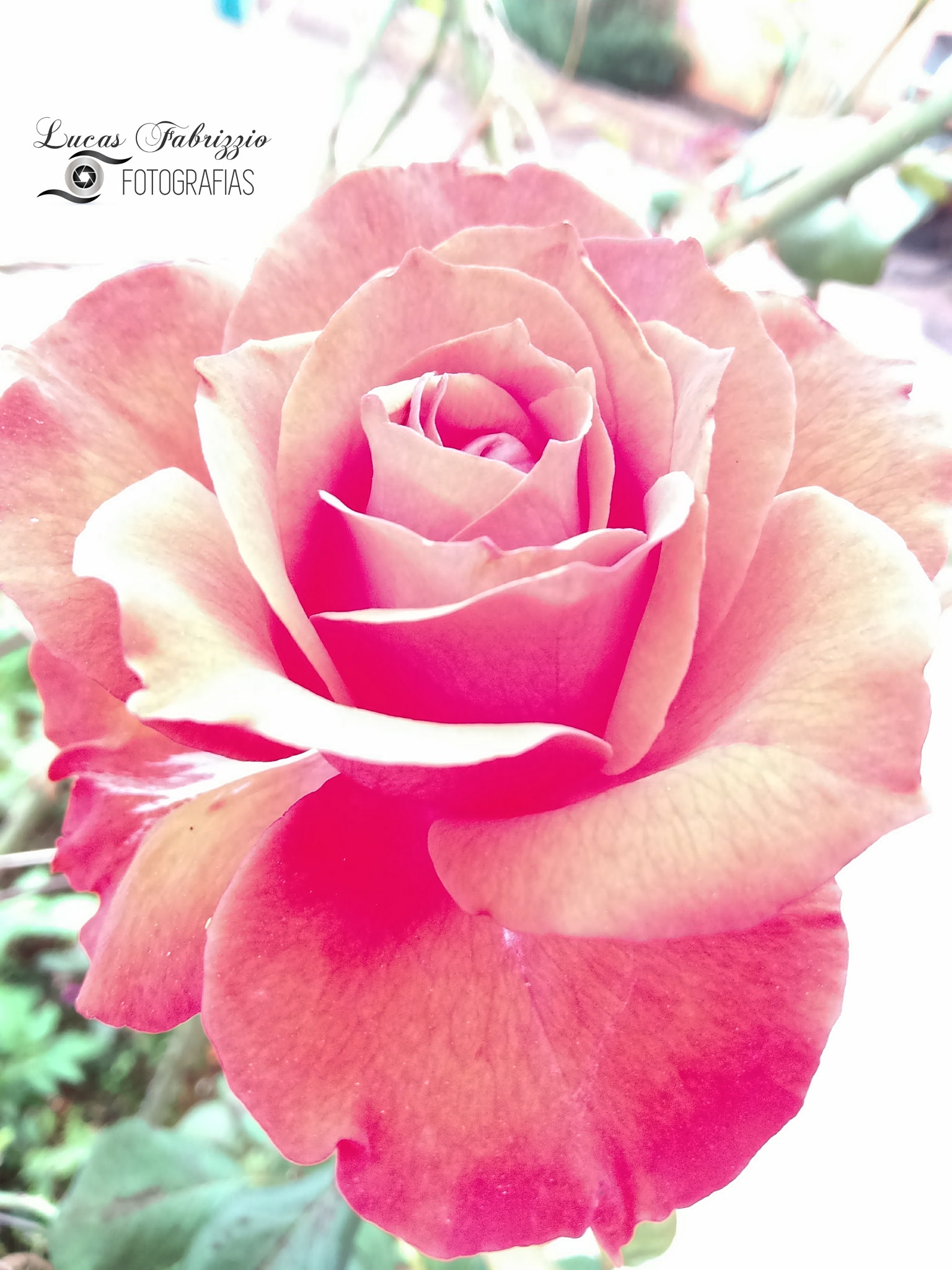 Motorola Moto G Play sample photo. Rosa com mais brilho photography
