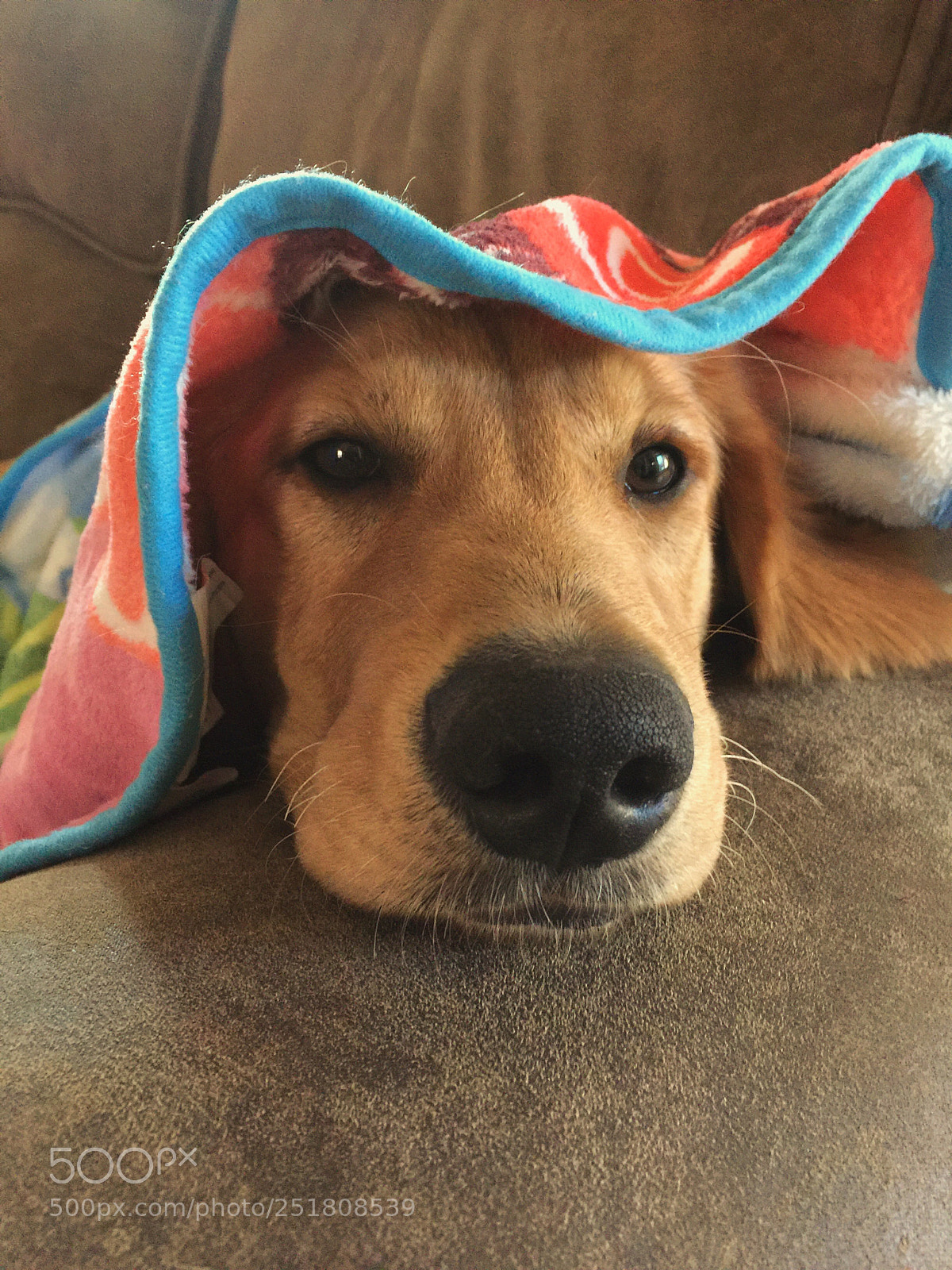 Apple iPhone 6 Plus sample photo. Puppy dog photography