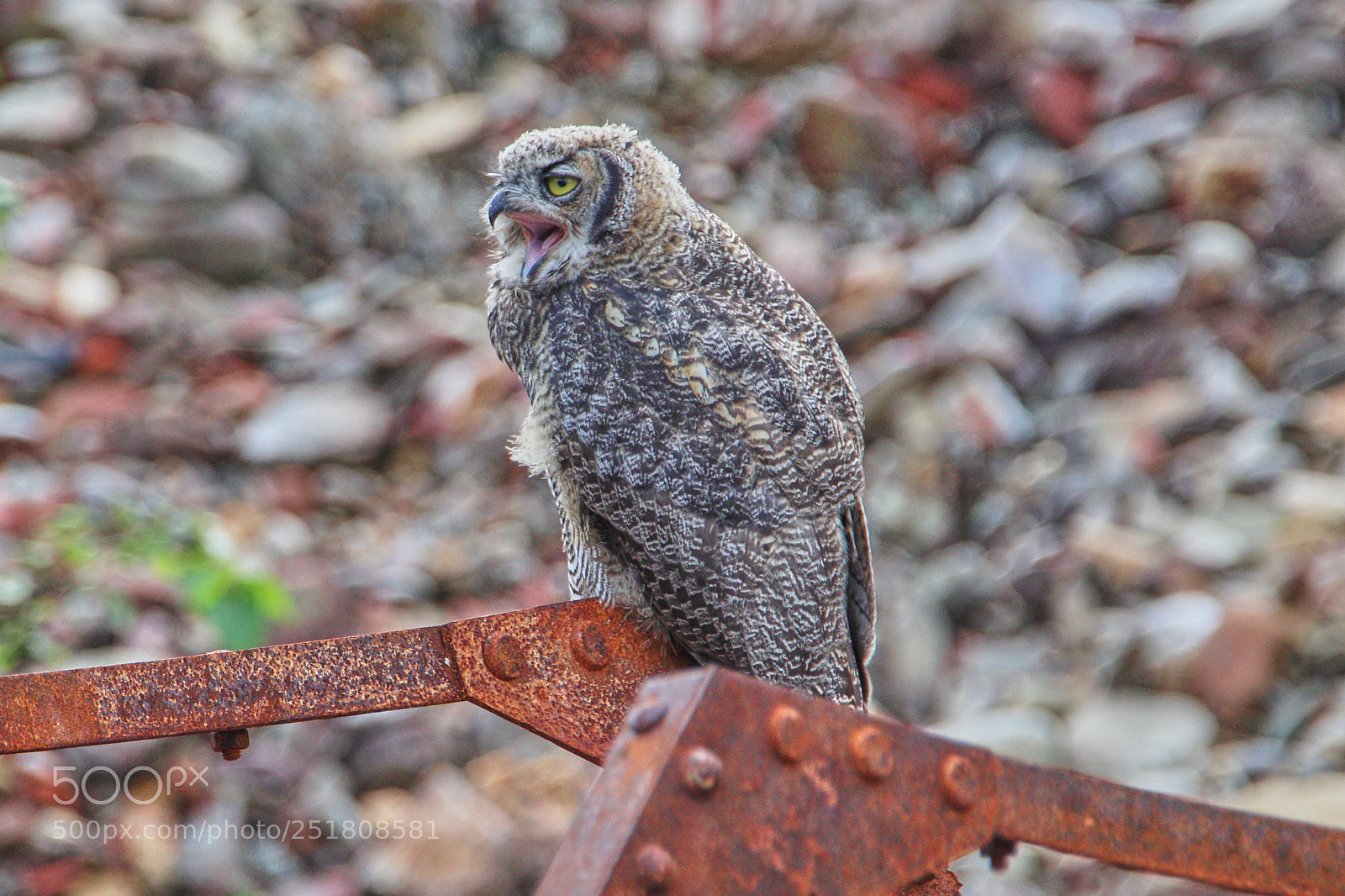 Canon EOS 77D (EOS 9000D / EOS 770D) sample photo. What band do owls photography