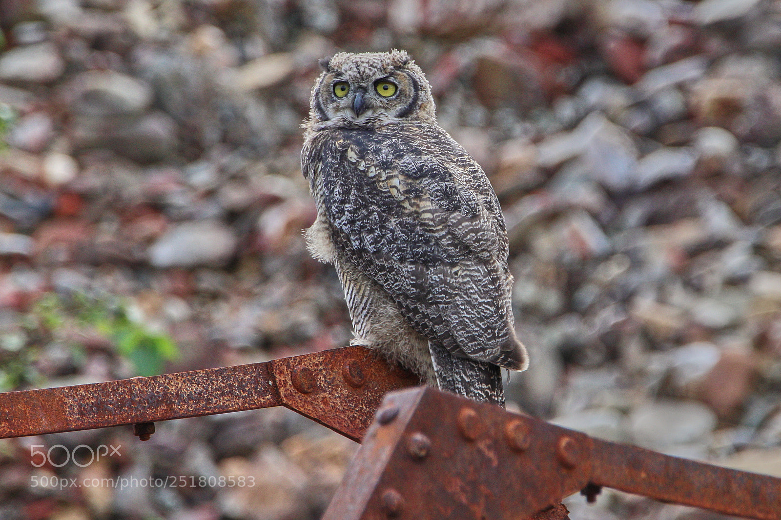 Canon EOS 77D (EOS 9000D / EOS 770D) sample photo. Juvenile great horned owl photography