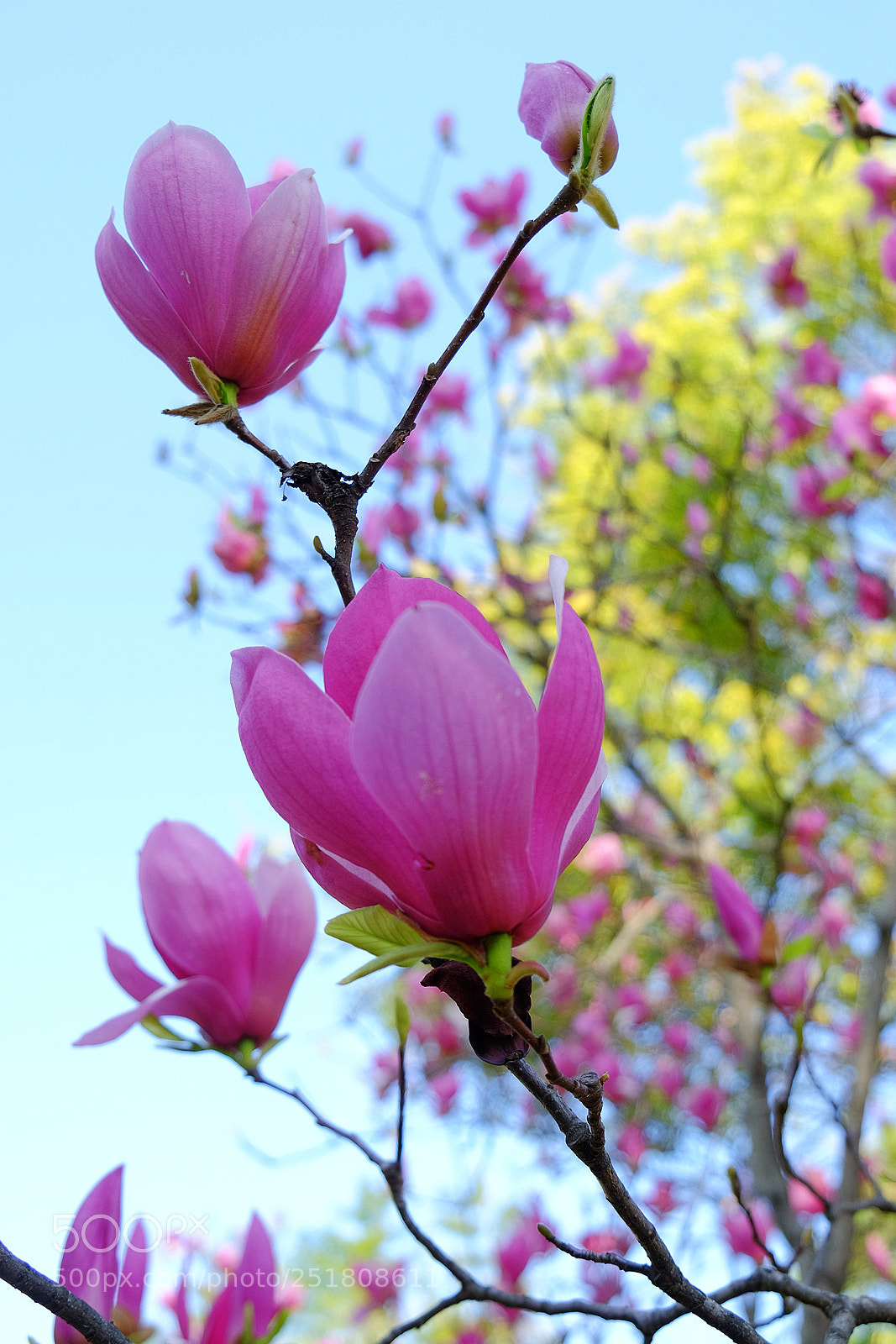 Fujifilm X-T1 sample photo. 副本t photography