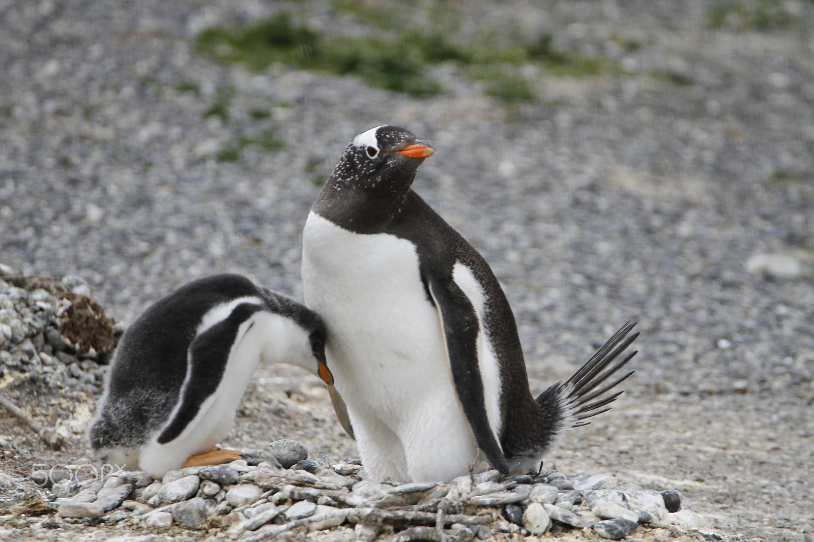 Tamron SP 150-600mm F5-6.3 Di VC USD sample photo. Mama i need a little hug photography