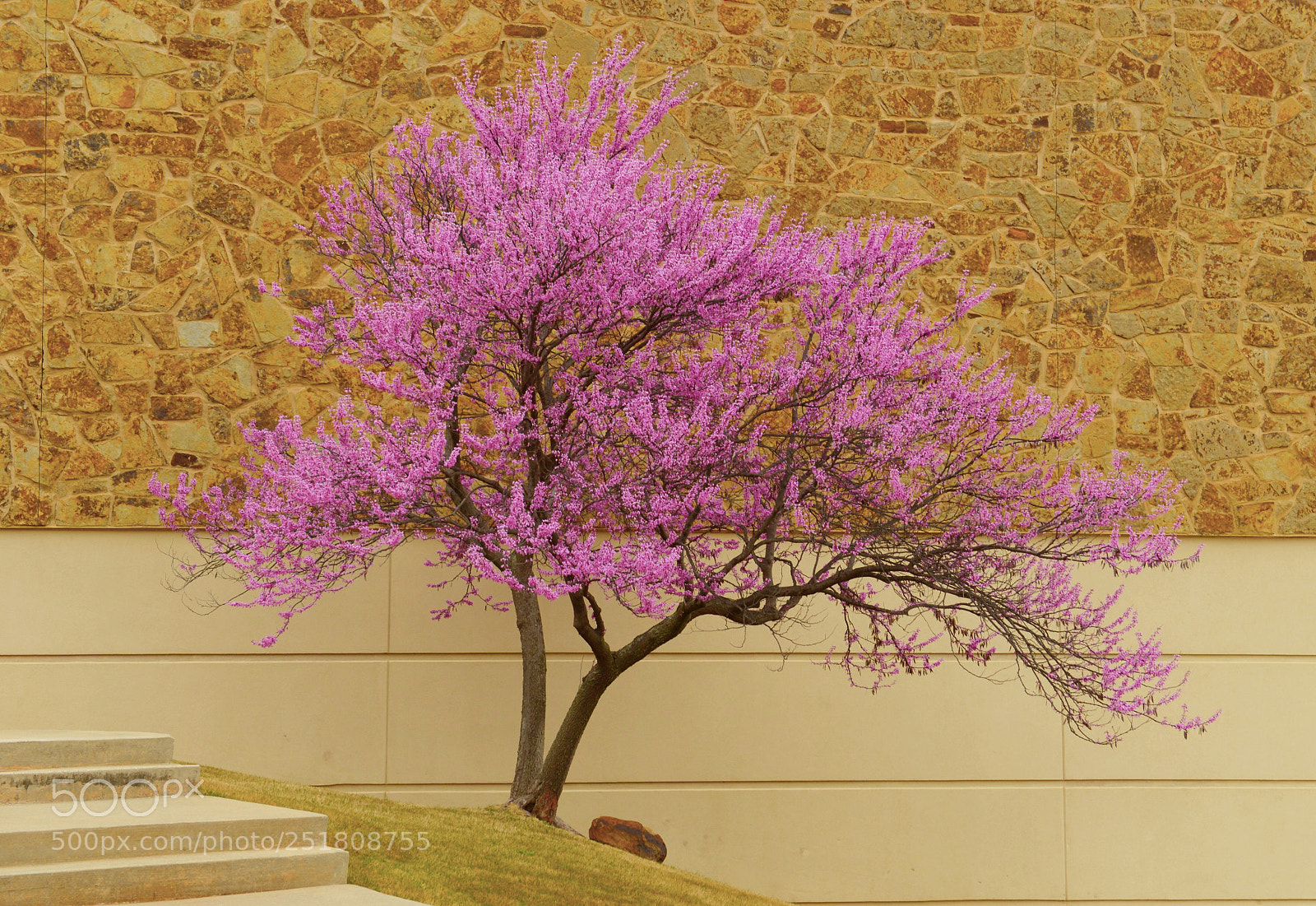 Nikon D800 sample photo. Eastern redbud photography