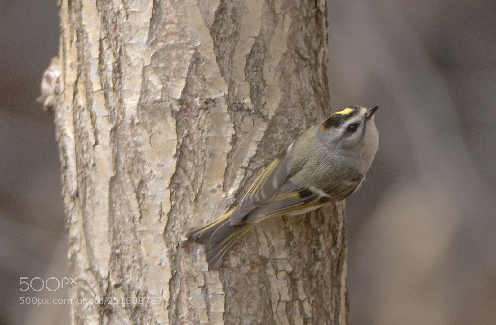 Canon EOS 80D sample photo. Golden crowned kinglet photography