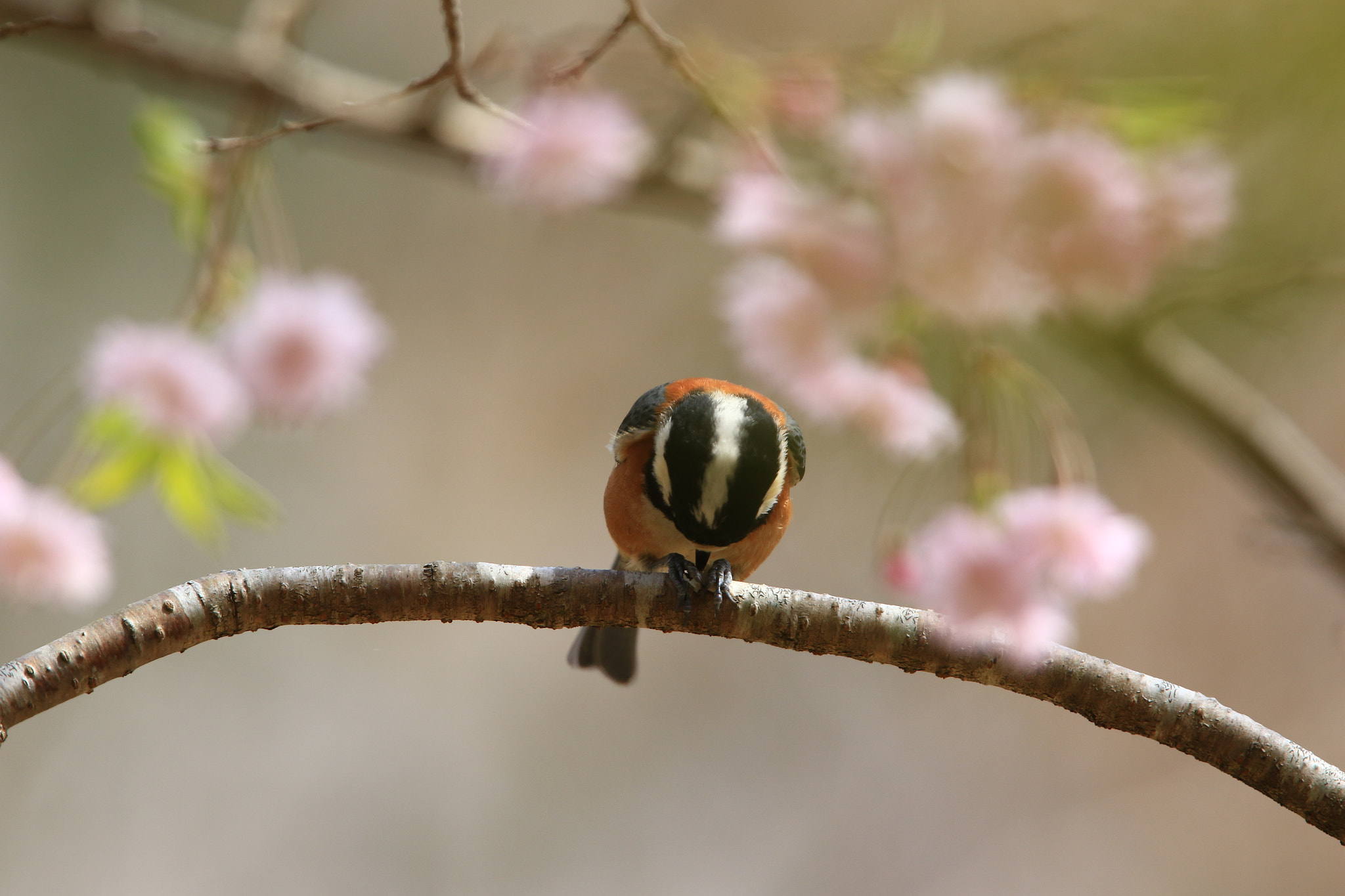 Canon EF 400mm F2.8L IS USM sample photo. Varied tit   ヤマガラさんのご挨拶 photography