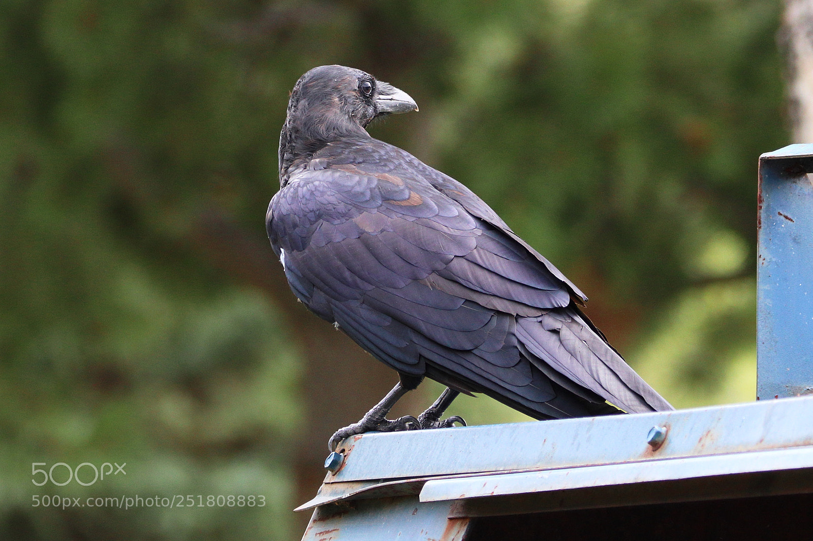 Canon EOS 77D (EOS 9000D / EOS 770D) sample photo. Far north raven photography