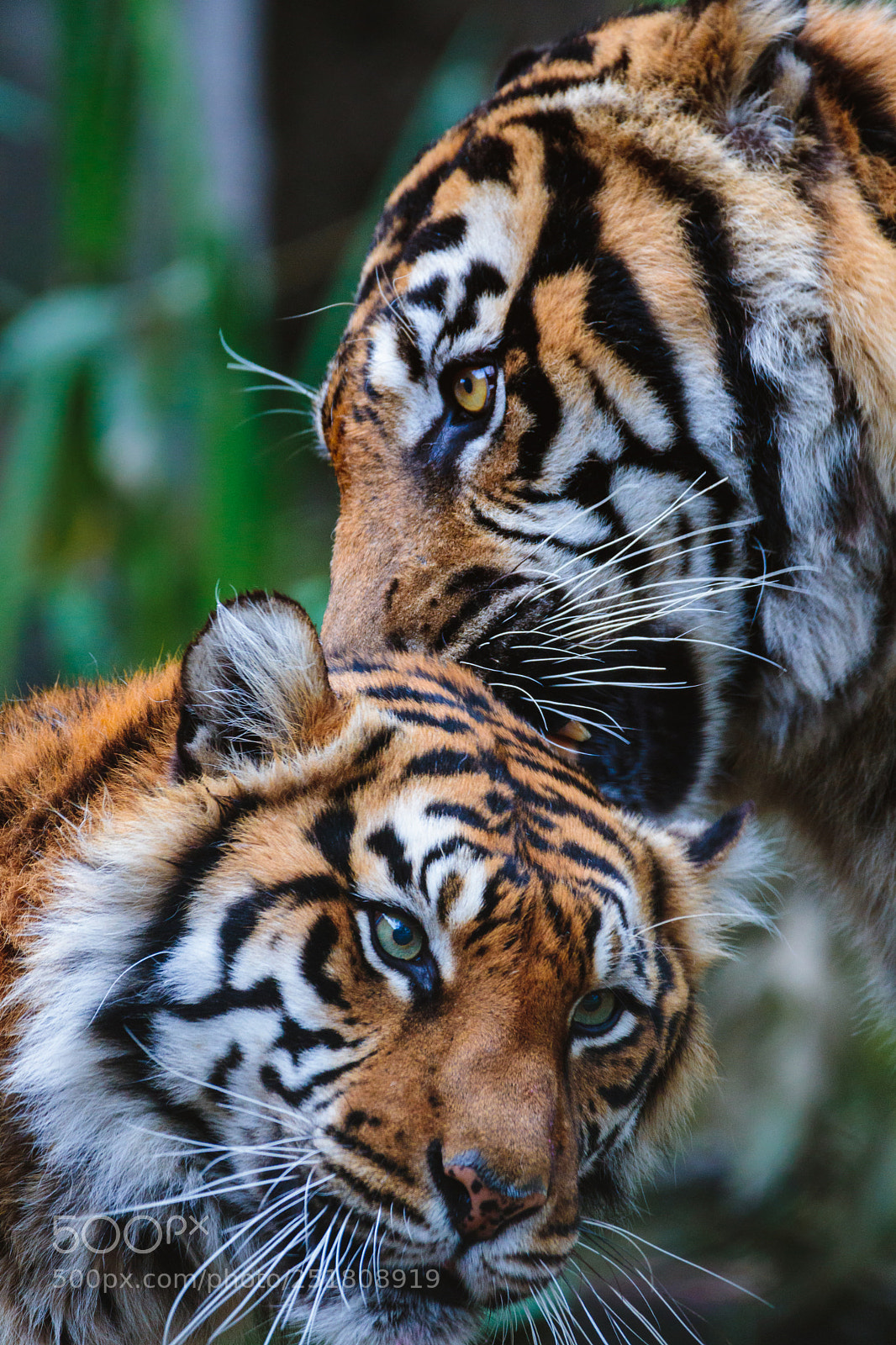 Canon EOS 750D (EOS Rebel T6i / EOS Kiss X8i) sample photo. Tiger pair photography