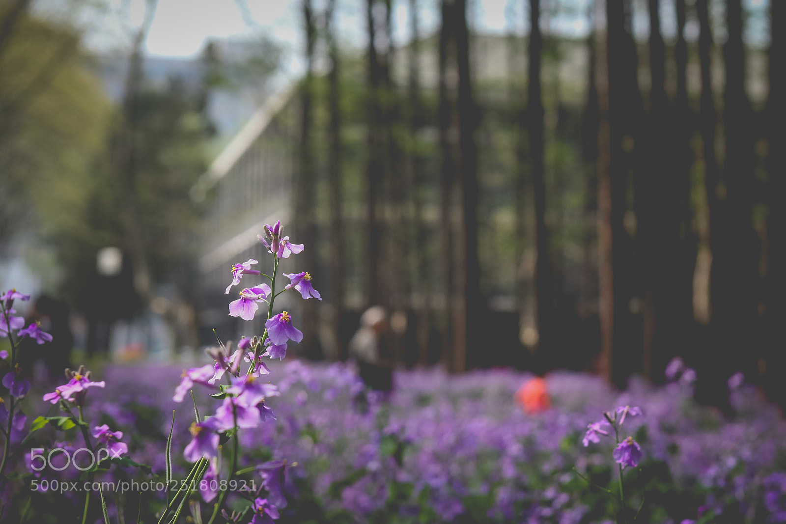 Canon EOS 5D Mark II sample photo. Untitled photography