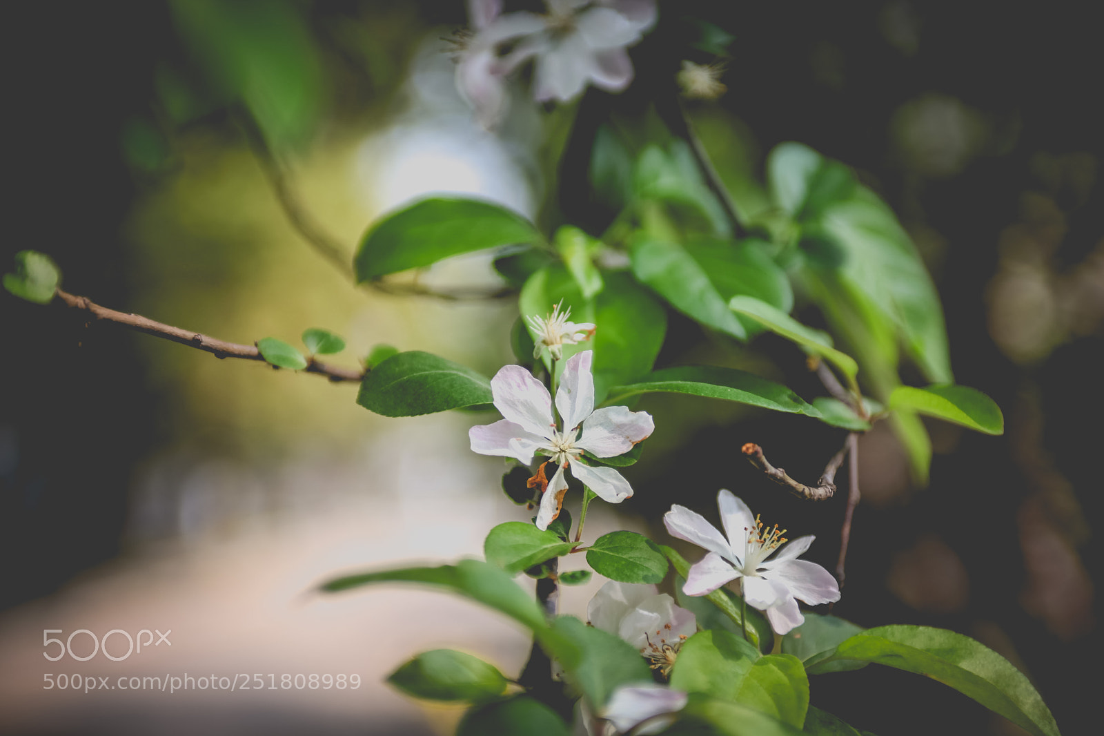 Canon EOS 5D Mark II sample photo. Untitled photography