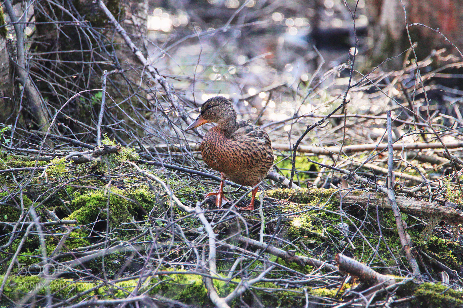 Canon EOS 77D (EOS 9000D / EOS 770D) sample photo. Duck in the boreal photography