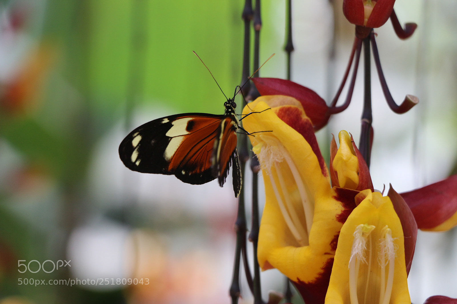 Canon EOS 700D (EOS Rebel T5i / EOS Kiss X7i) sample photo. Ecuadorian butterfly photography