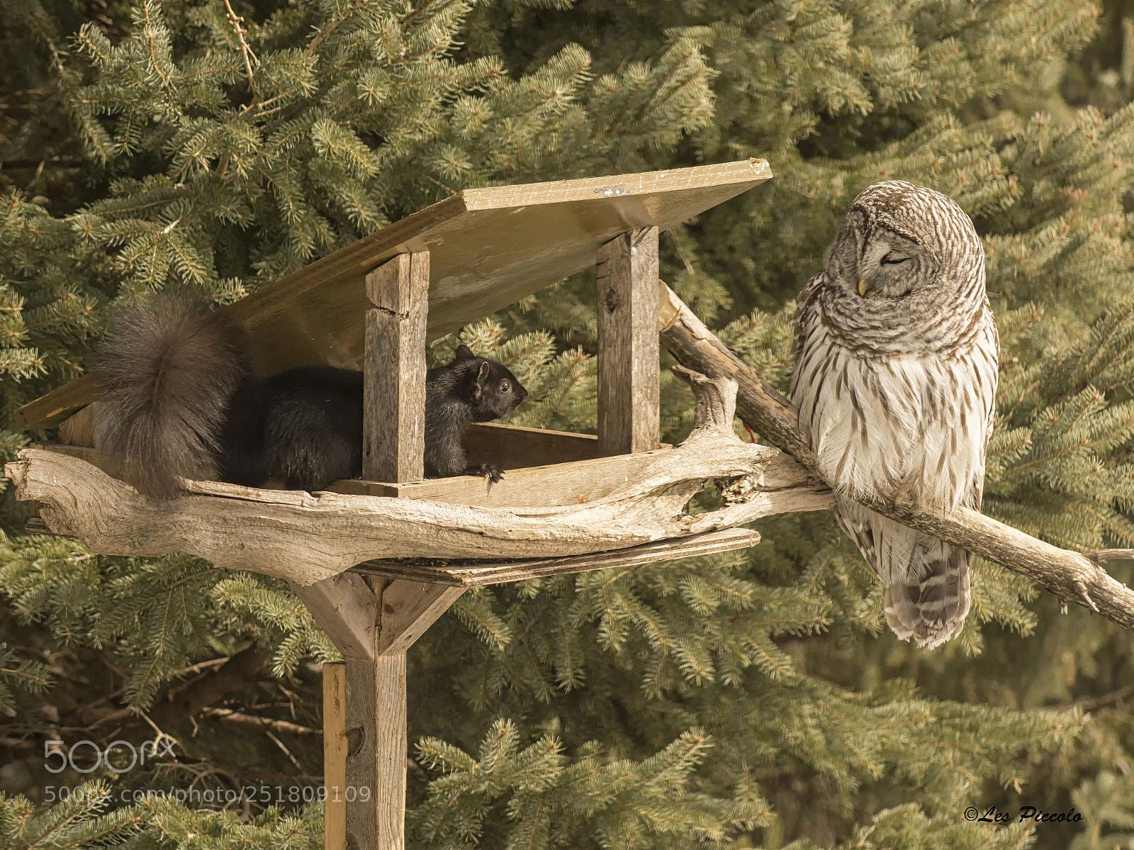 Nikon D7100 sample photo. Standoff at the bird photography