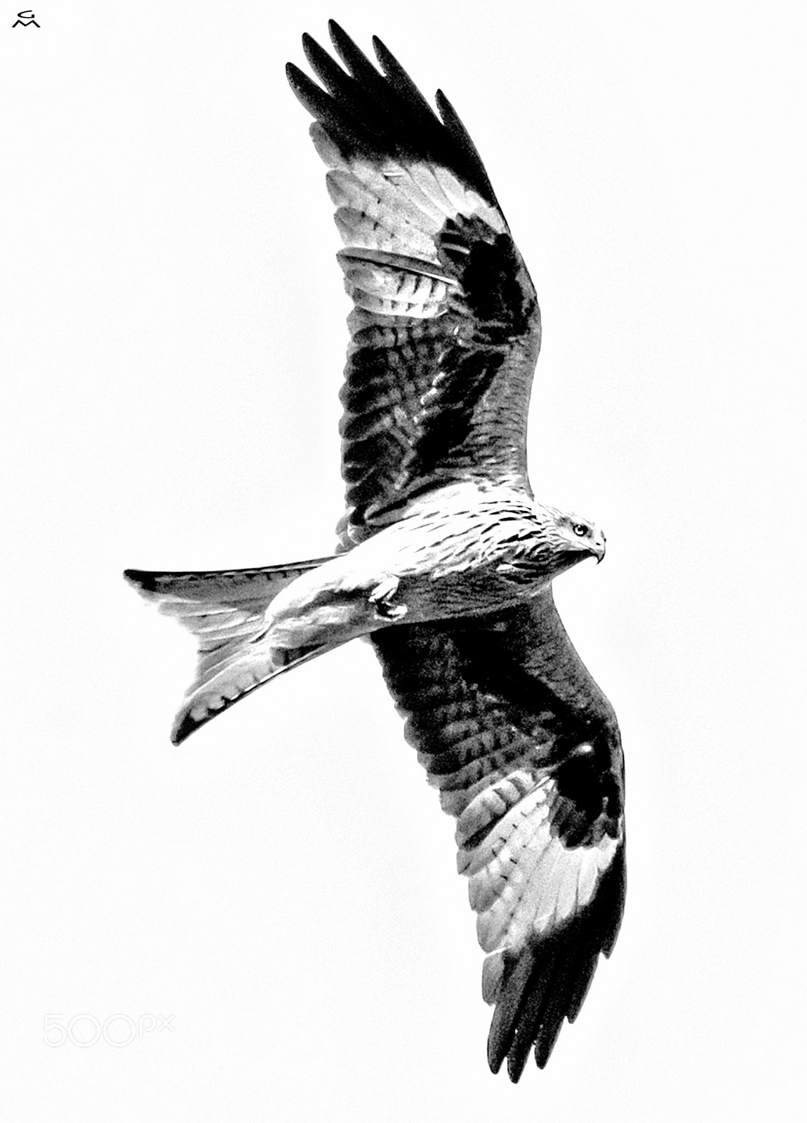 Nikon D500 sample photo. Red kite - flight photography