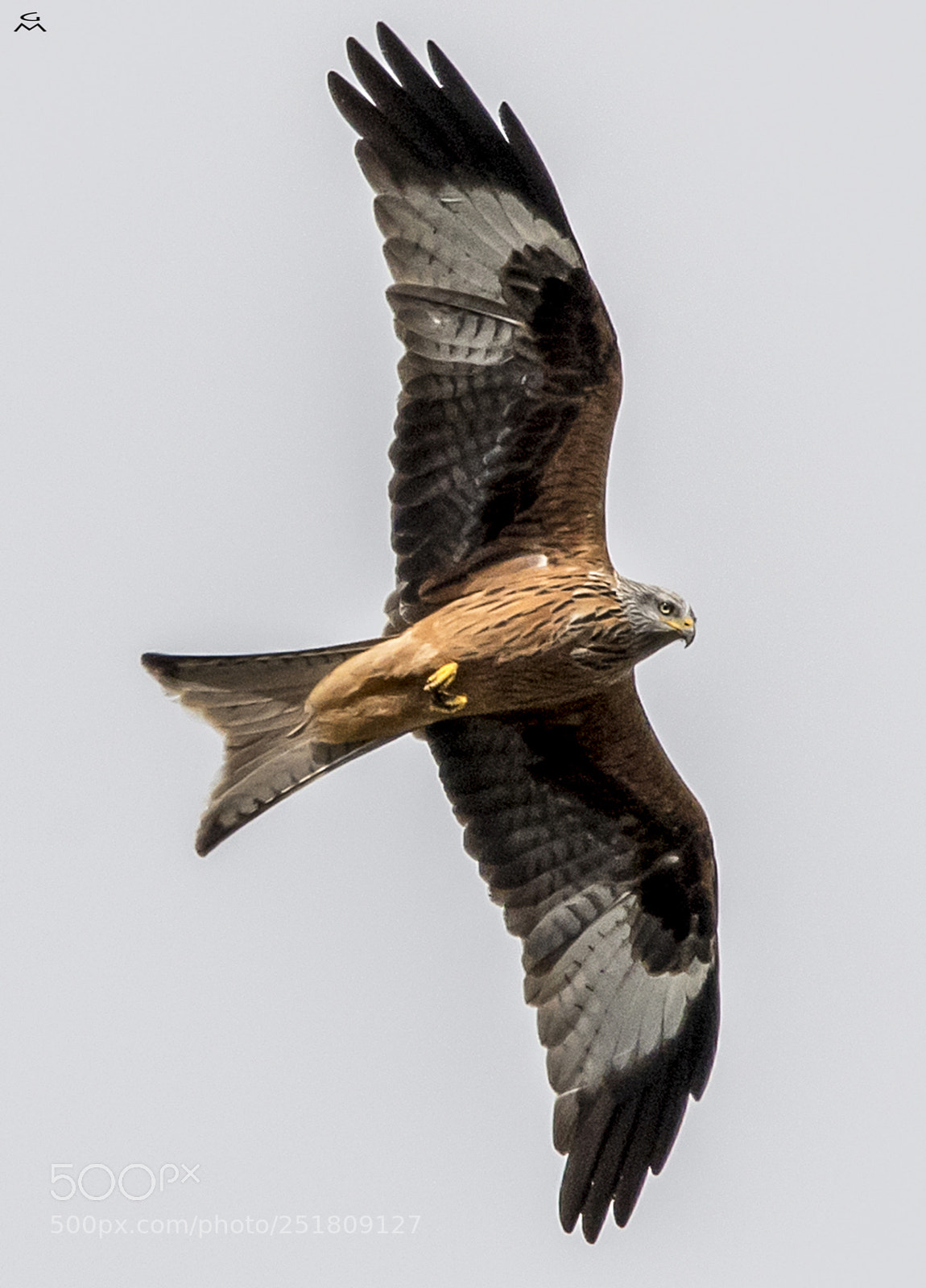 Nikon D500 sample photo. Red kite - flight photography