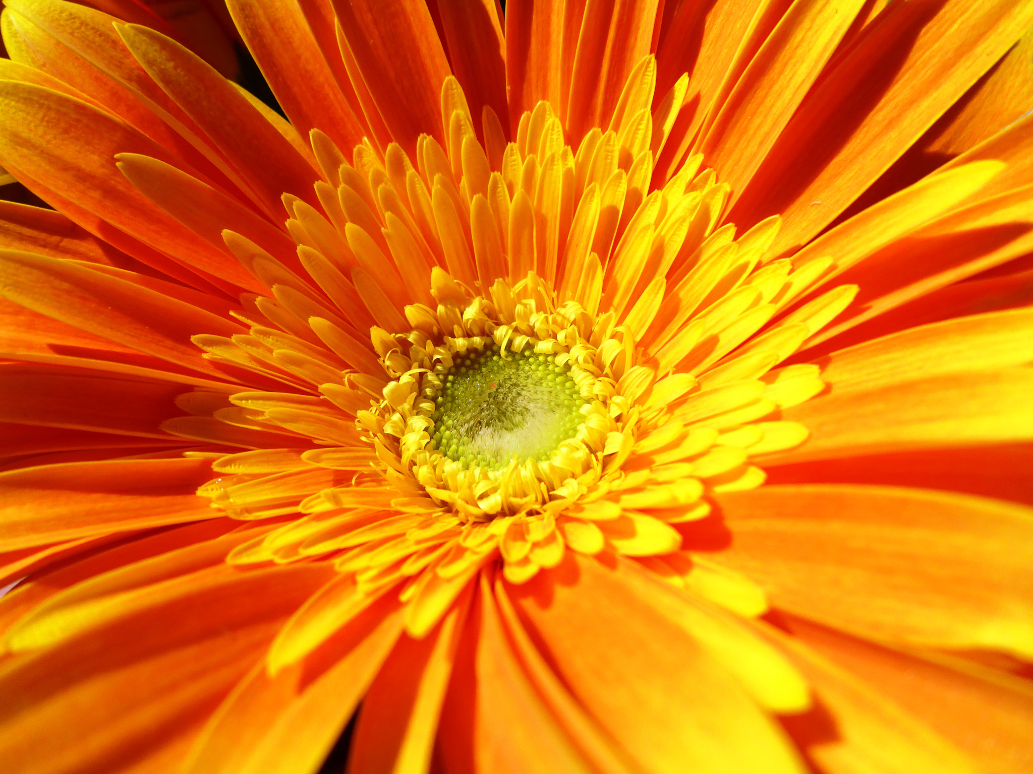 Panasonic Lumix DMC-TS5 (Lumix DMC-FT5) sample photo. Orange gerbera flower photography