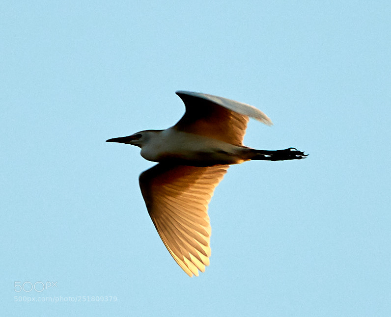 Canon EOS 5DS R sample photo. 04-01-18-0010311.jpg photography