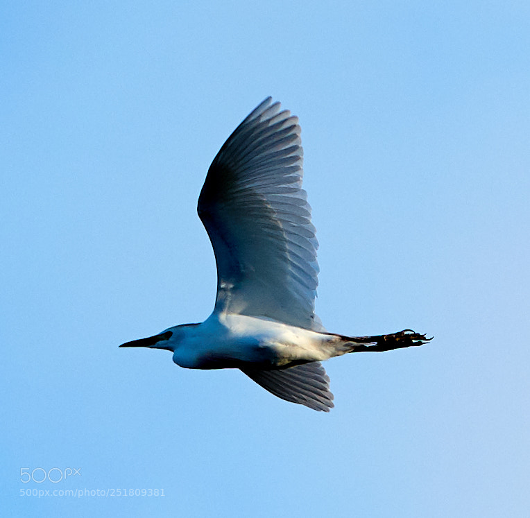 Canon EOS 5DS R sample photo. 04-01-18-0010310.jpg photography