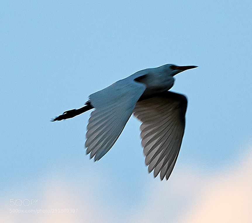 Canon EOS 5DS R sample photo. 04-01-18-0010295.jpg photography