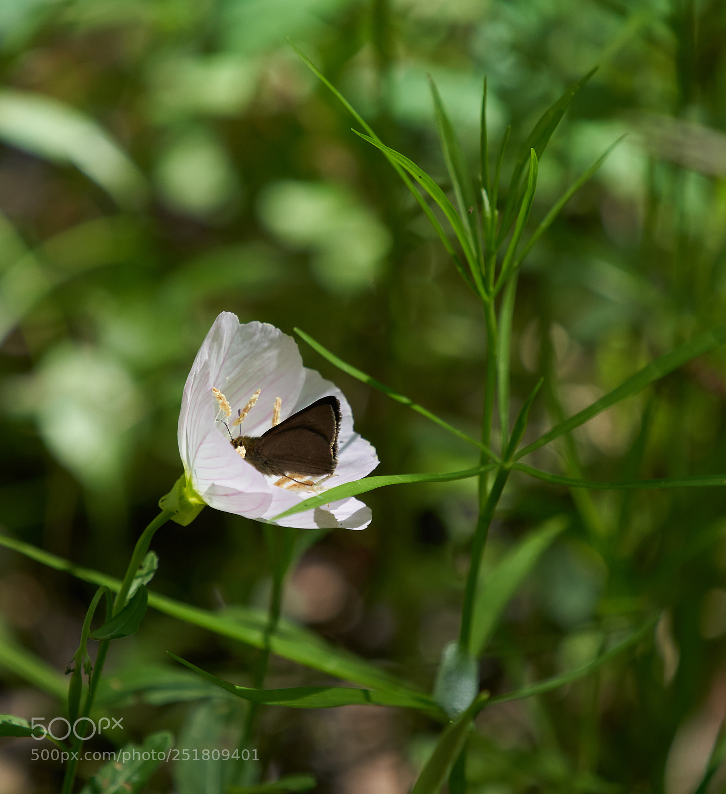 Sony a7R III sample photo. Tricky those flowers photography