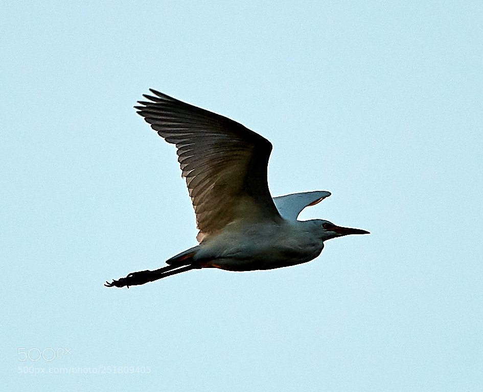 Canon EOS 5DS R sample photo. 04-01-18-0010296.jpg photography