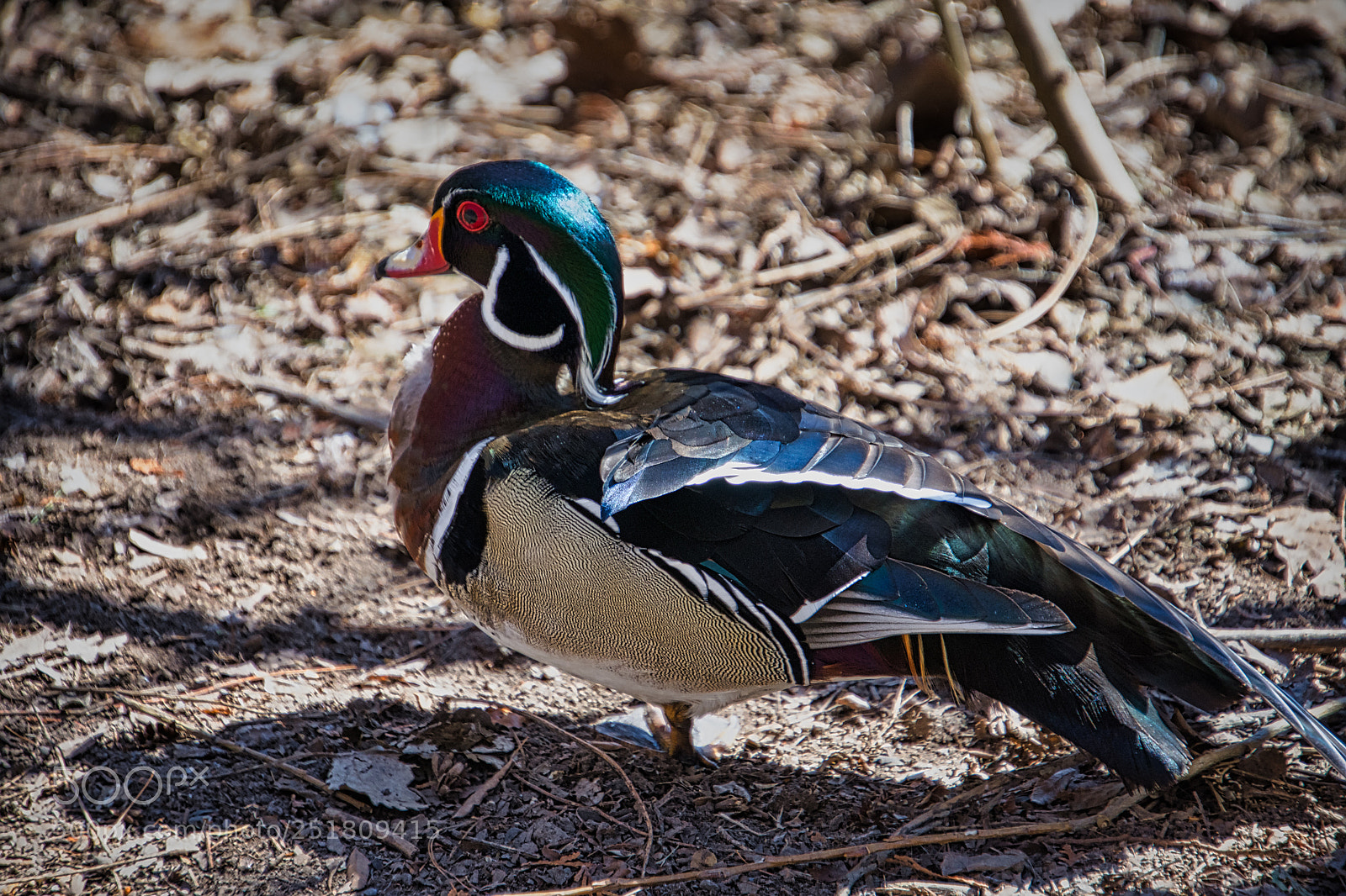 Nikon D7200 sample photo. Now you are just photography