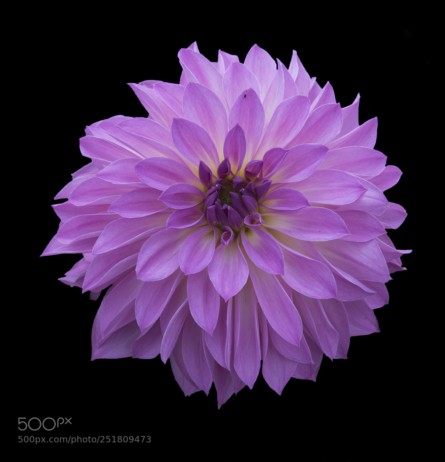 Nikon D810 sample photo. Pretty in pink photography