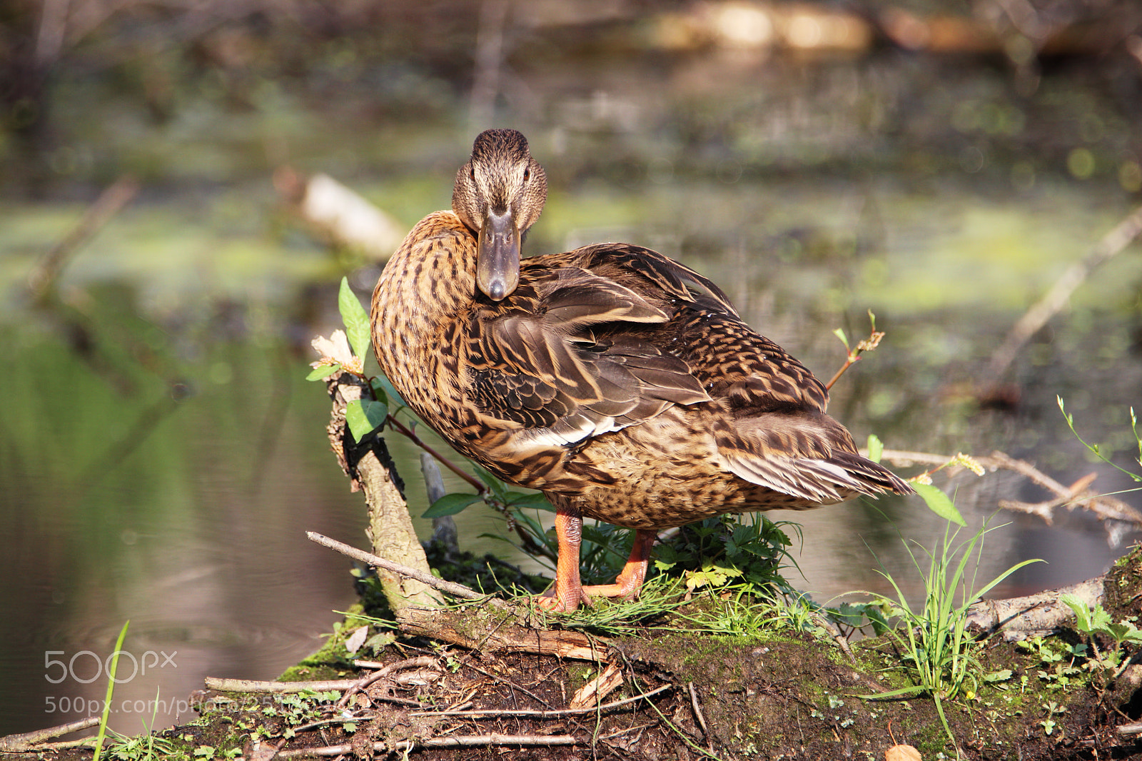 Canon EOS 77D (EOS 9000D / EOS 770D) sample photo. Duck in the boreal photography