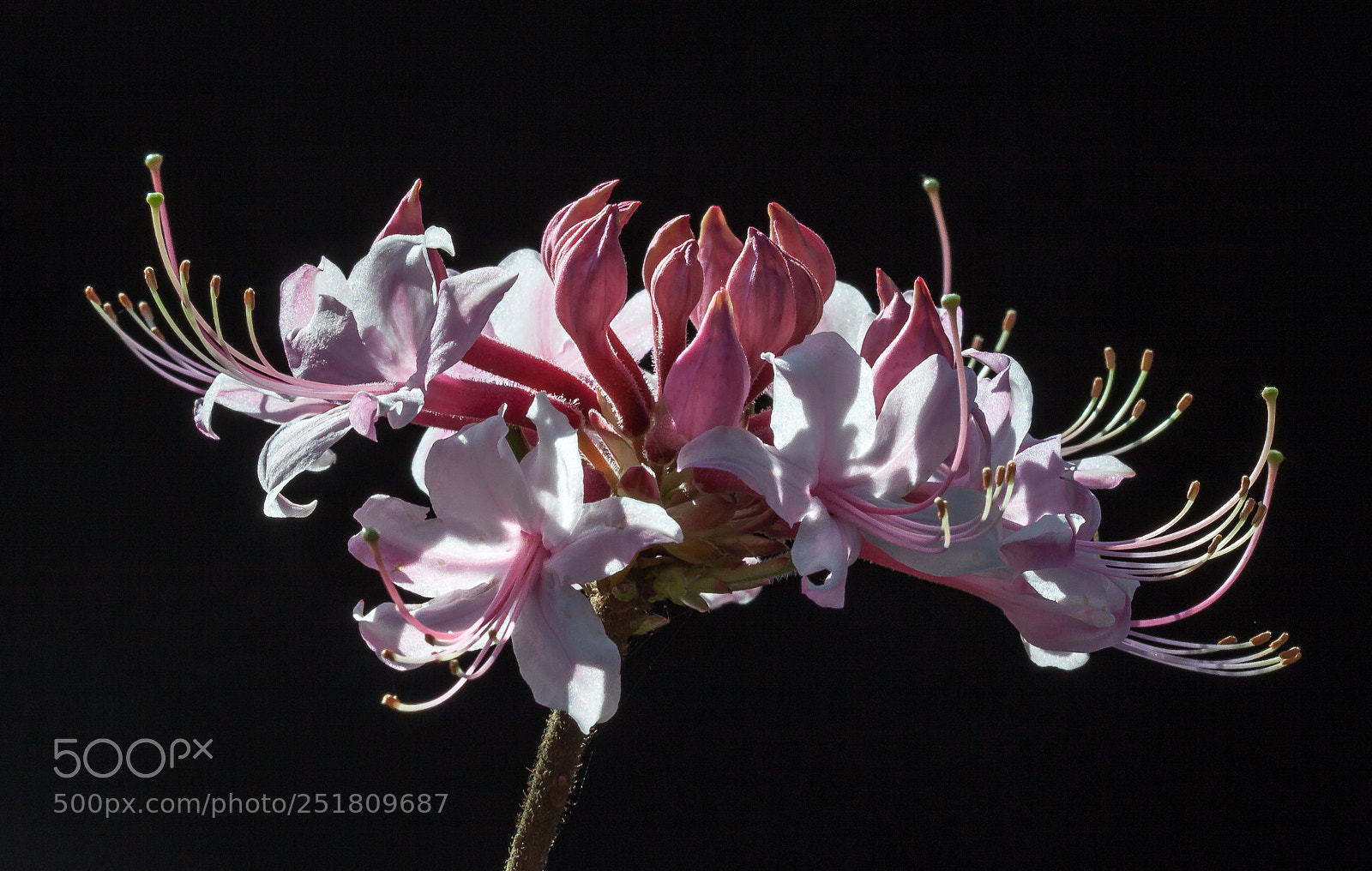Canon EOS 50D sample photo. Deciduous azalea photography