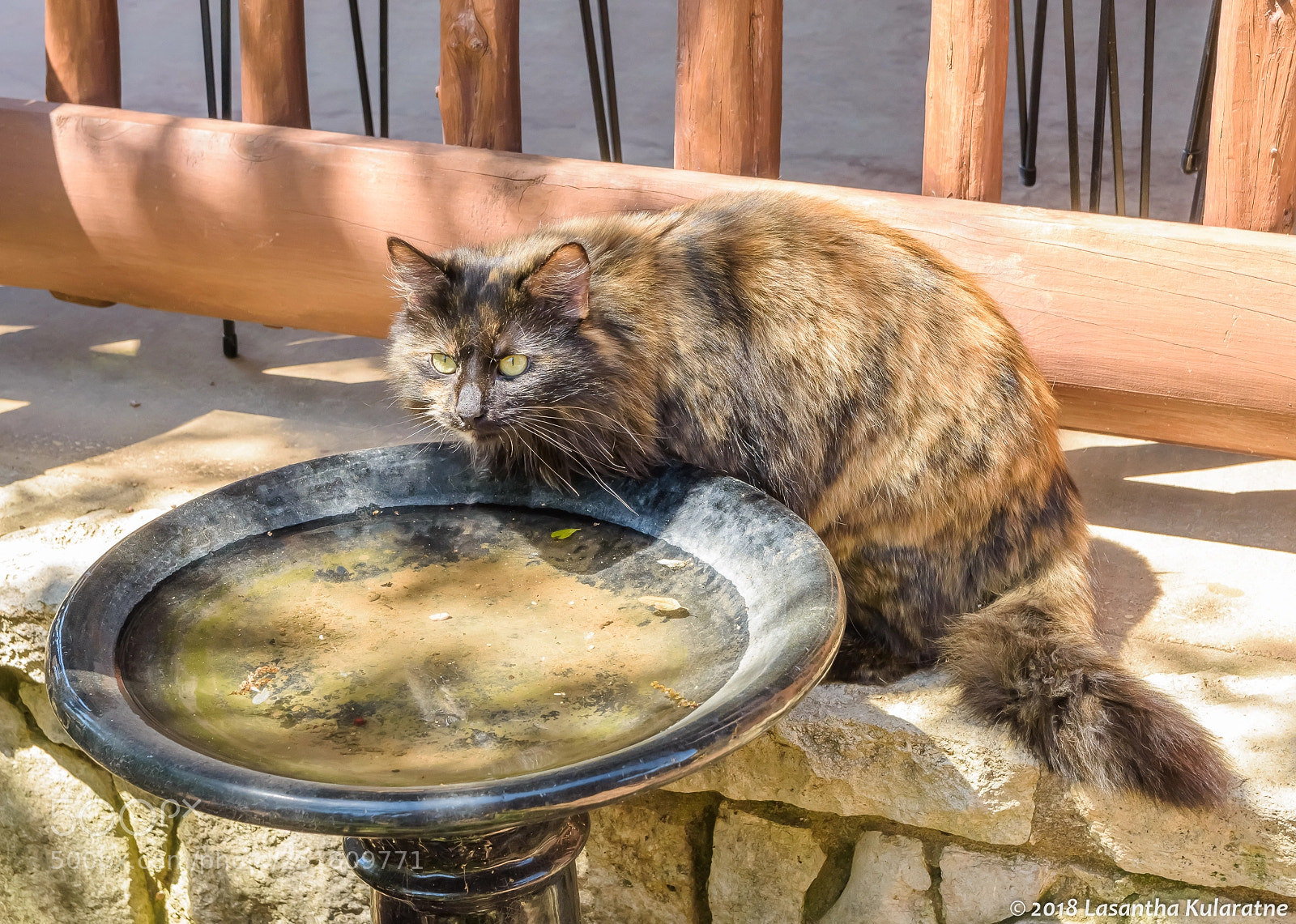 Nikon D7200 sample photo. Stray cat drinking water photography