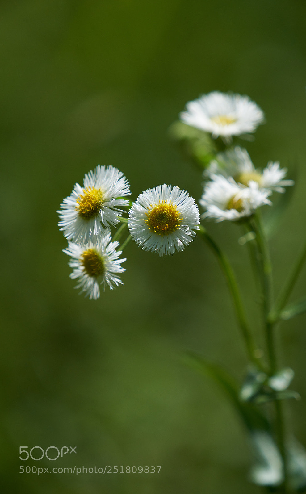Sony a7R III sample photo. She loves me, she photography