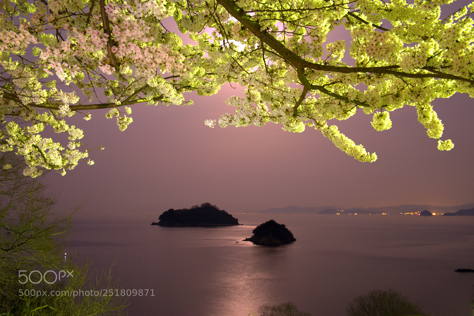 Nikon D800 sample photo. Herry blossoms the sea photography
